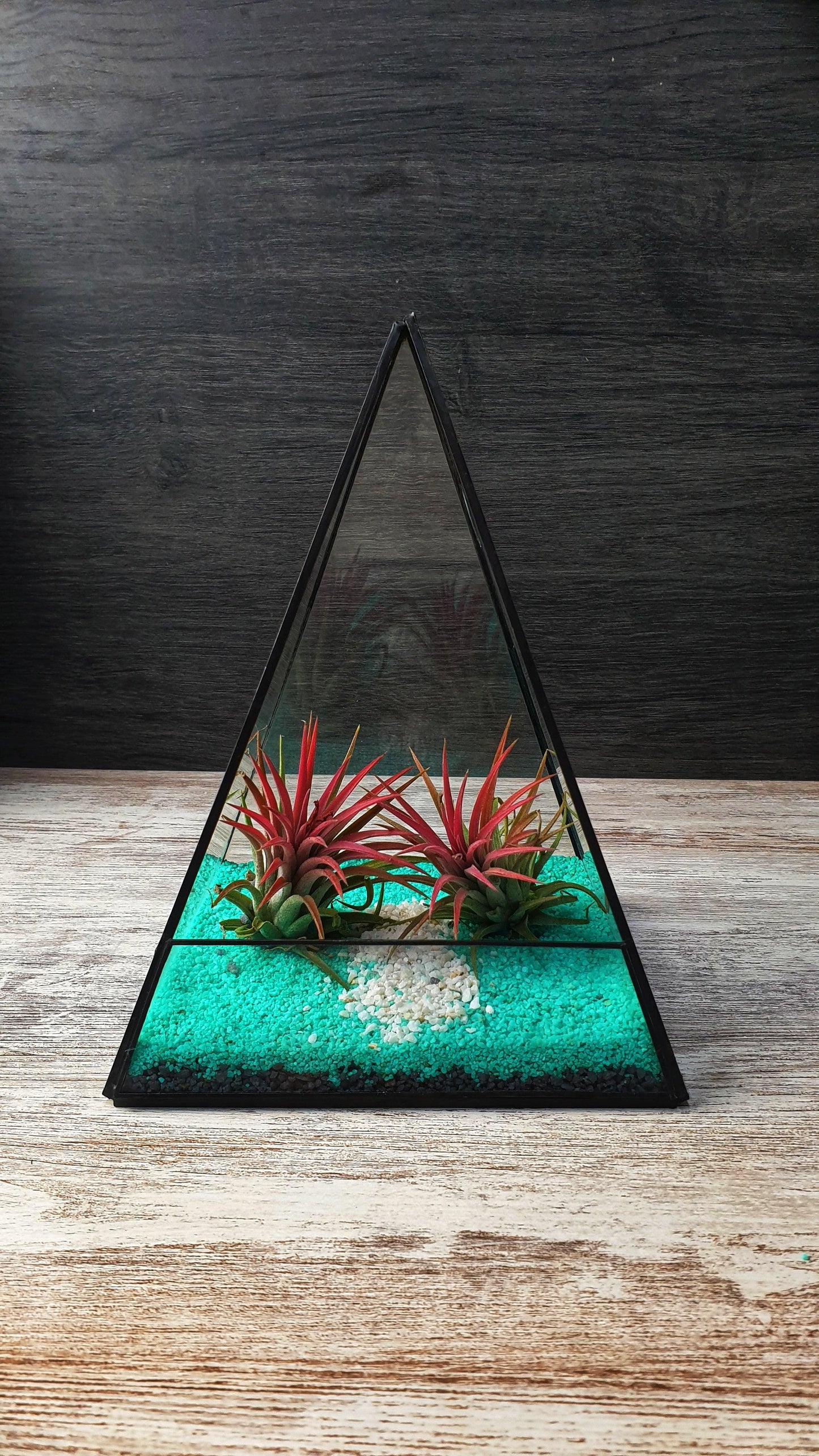 Tillandsia Piramide - MinimalMoss