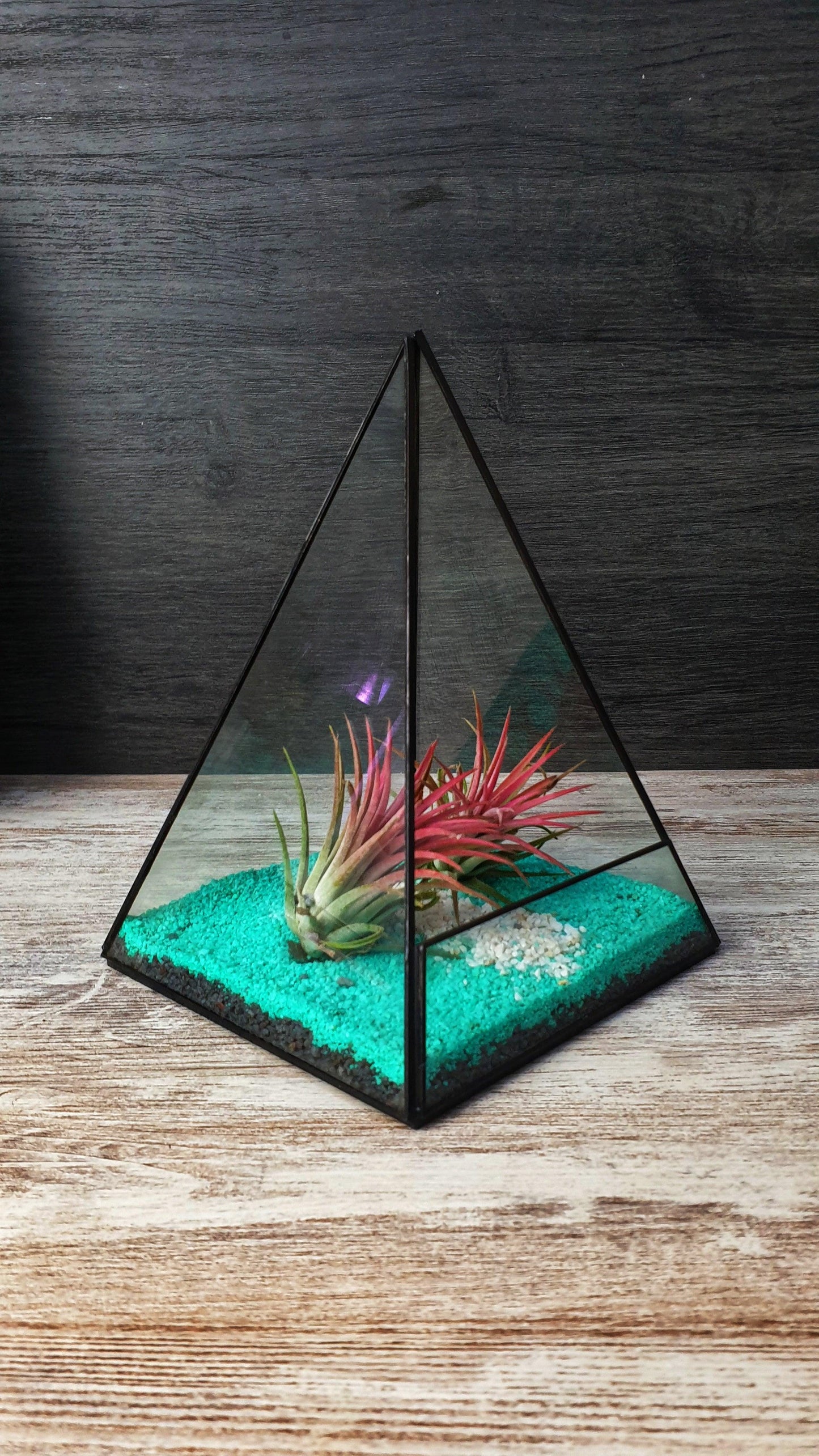 Tillandsia Piramide - MinimalMoss