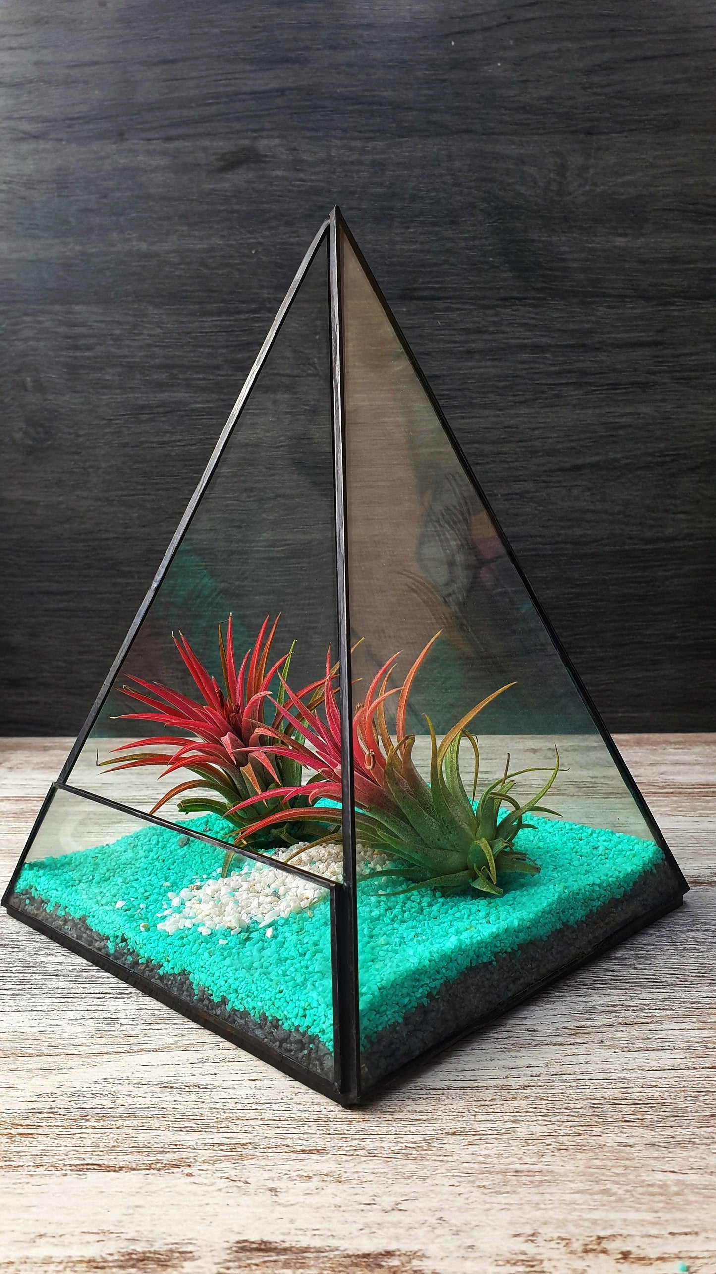 Tillandsia Piramide - MinimalMoss