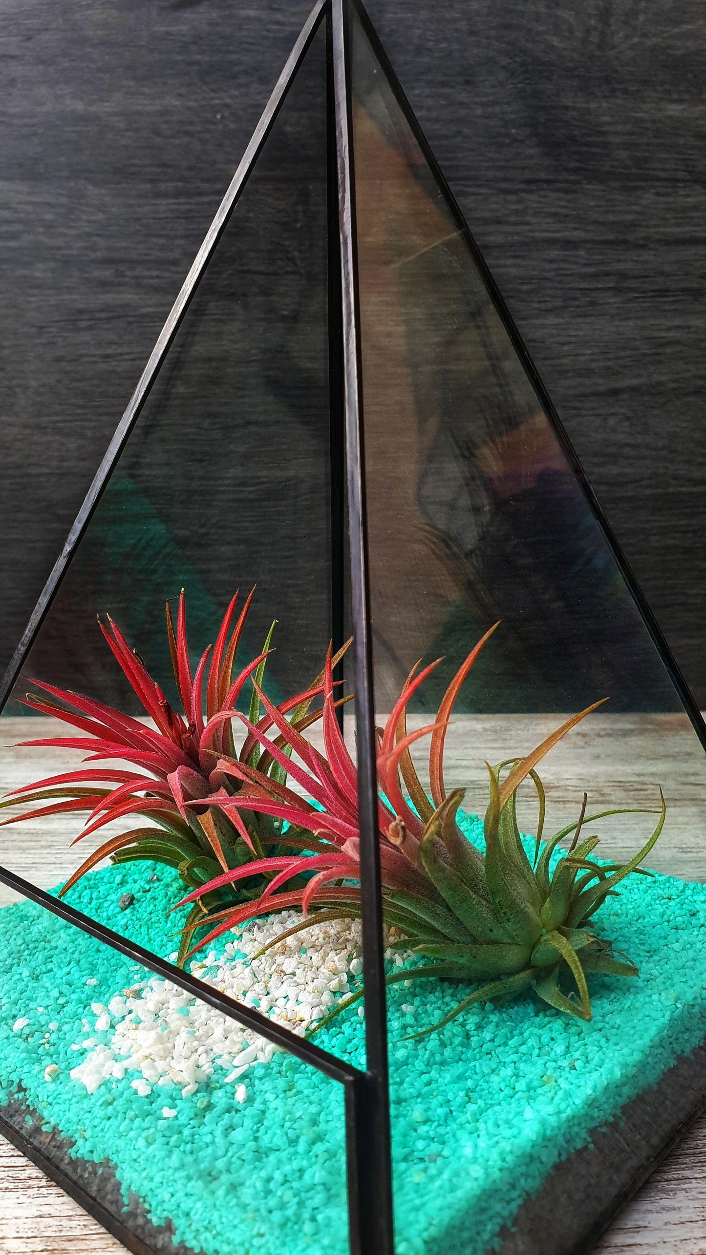 Tillandsia Piramide - MinimalMoss