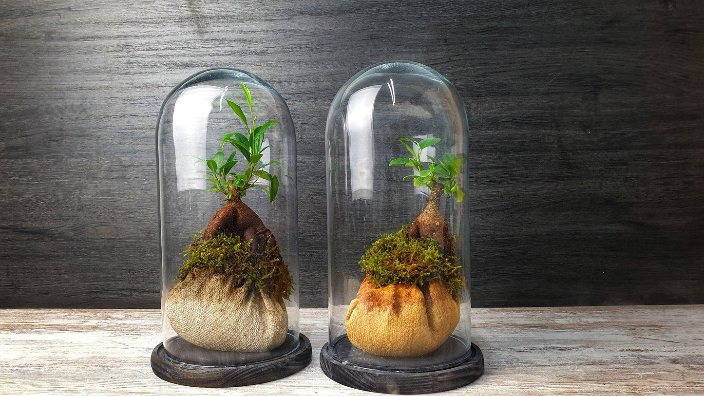 Dome Terrarium - MinimalMoss