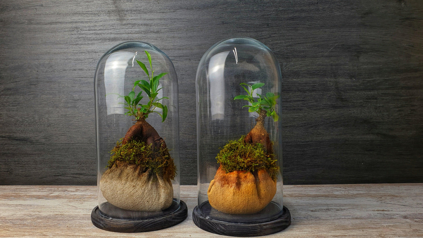 Dome Terrarium - MinimalMoss