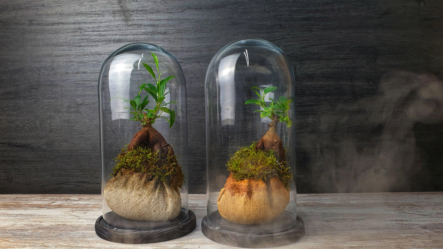 Dome Terrarium - MinimalMoss