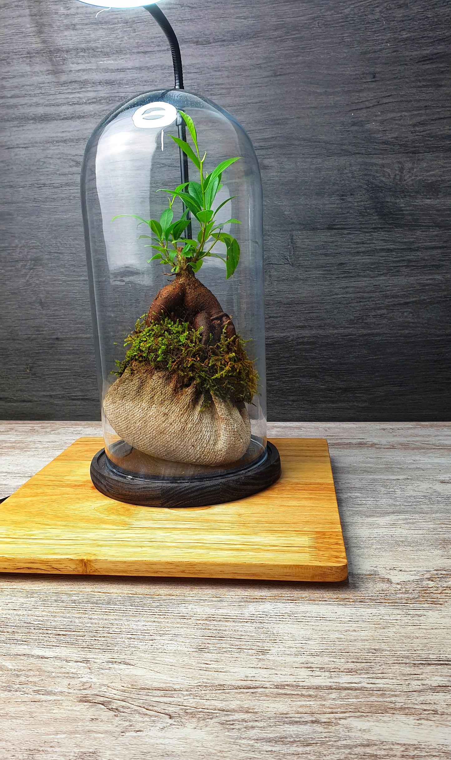 Dome Terrarium - MinimalMoss