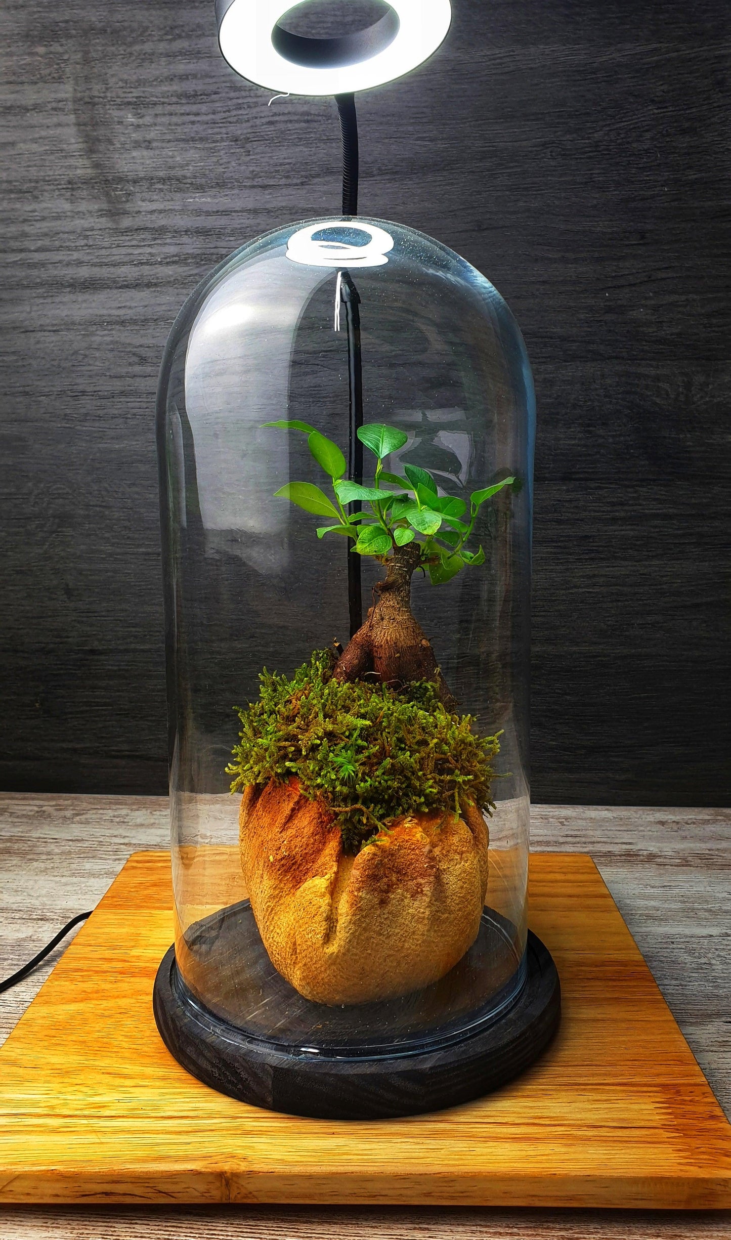 Dome Terrarium - MinimalMoss