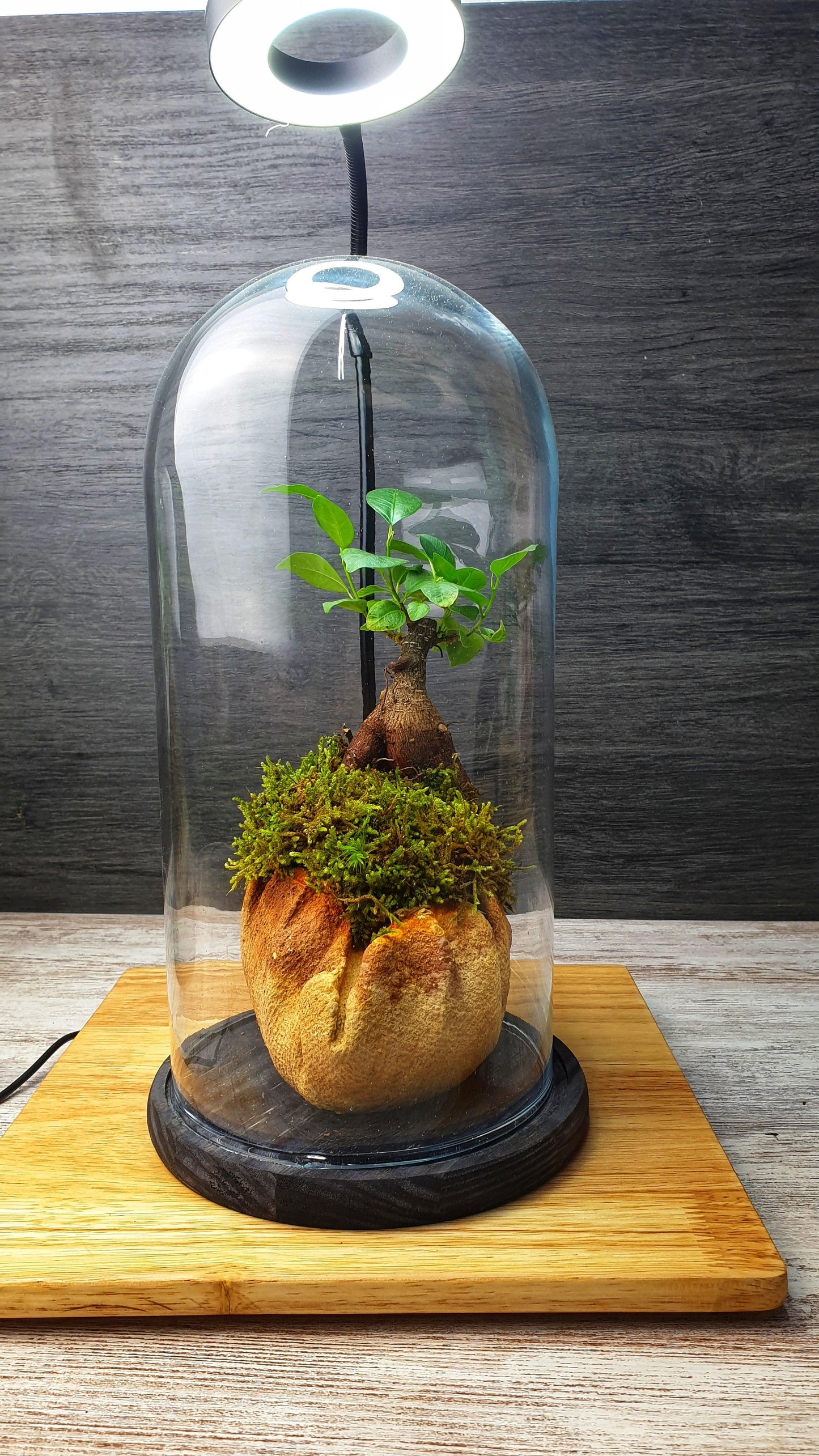 Dome Terrarium - MinimalMoss