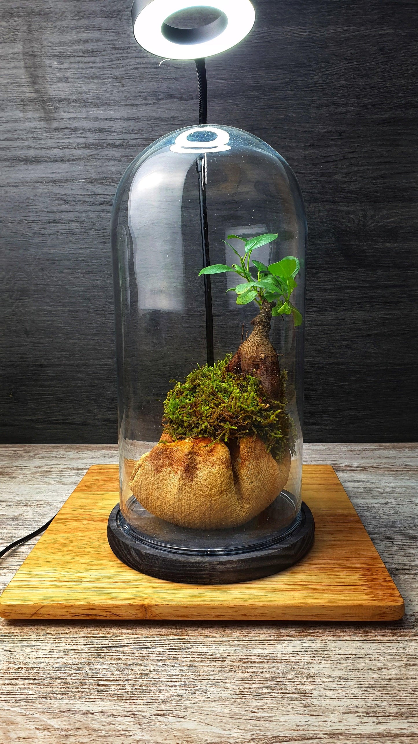 Dome Terrarium - MinimalMoss