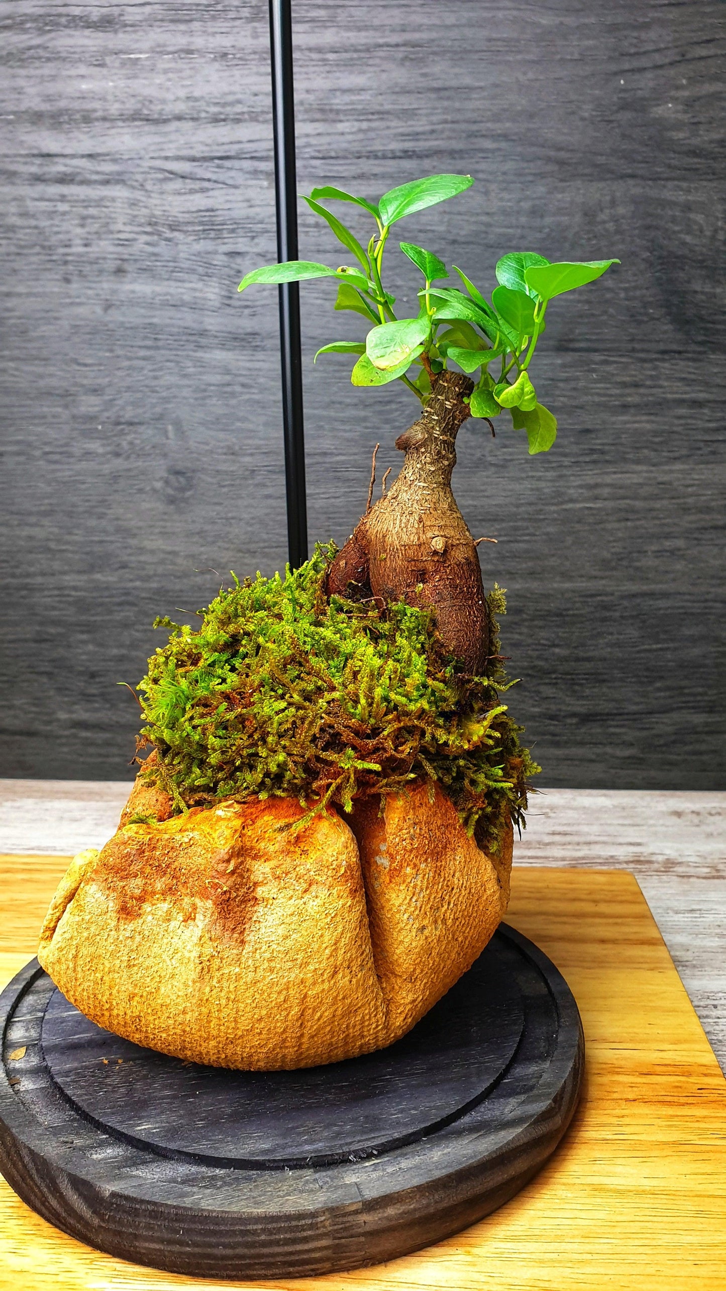 Dome Terrarium - MinimalMoss