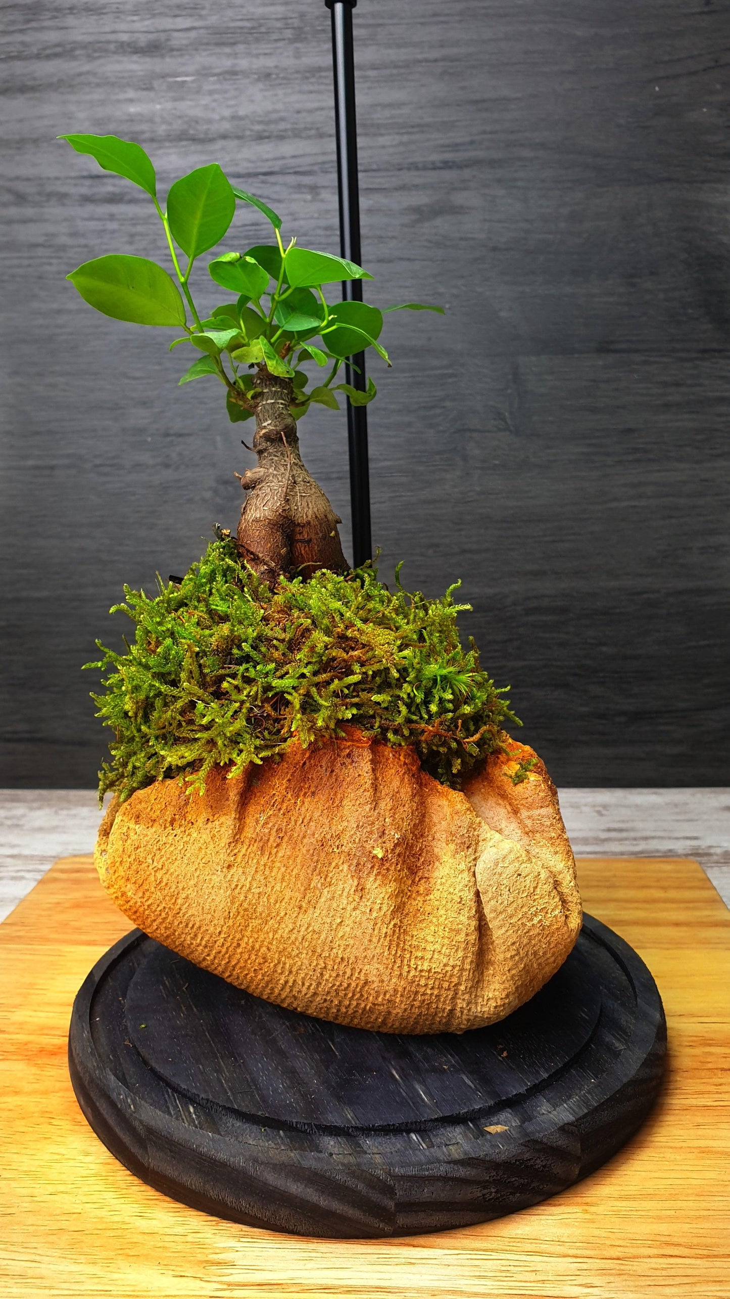 Dome Terrarium - MinimalMoss