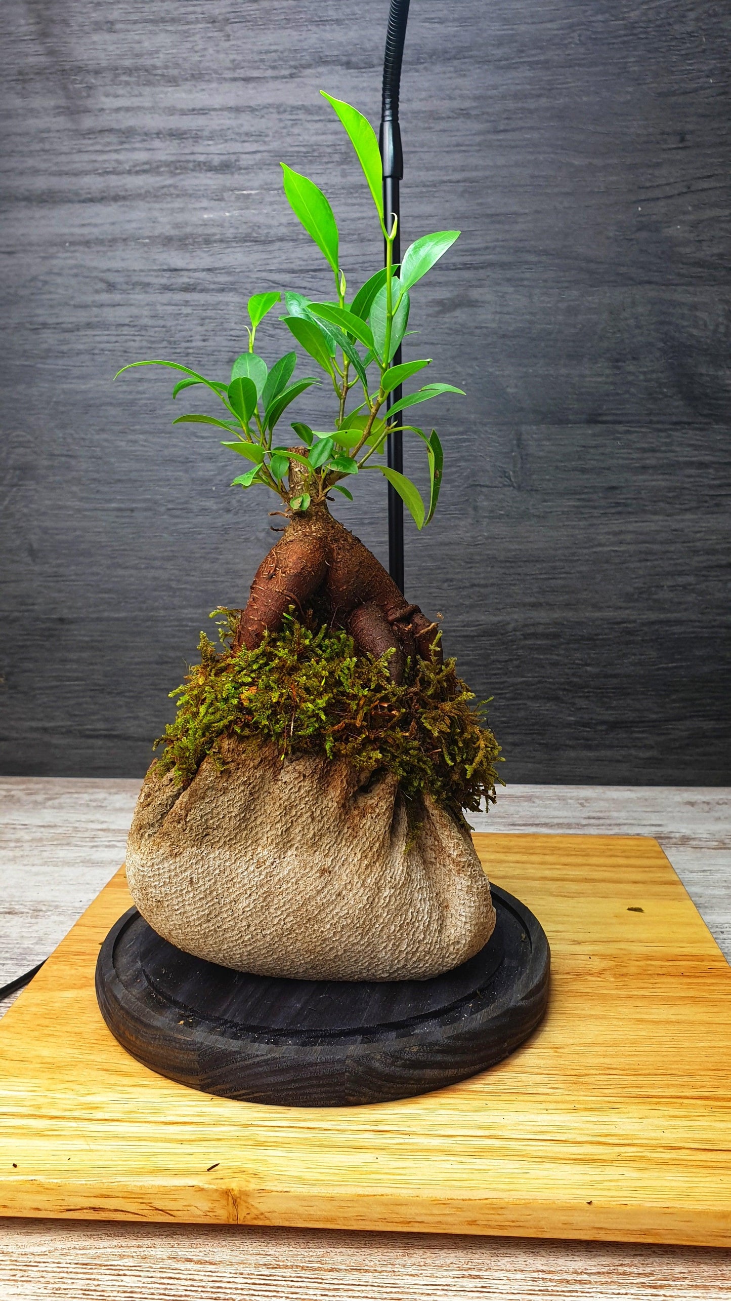 Dome Terrarium - MinimalMoss