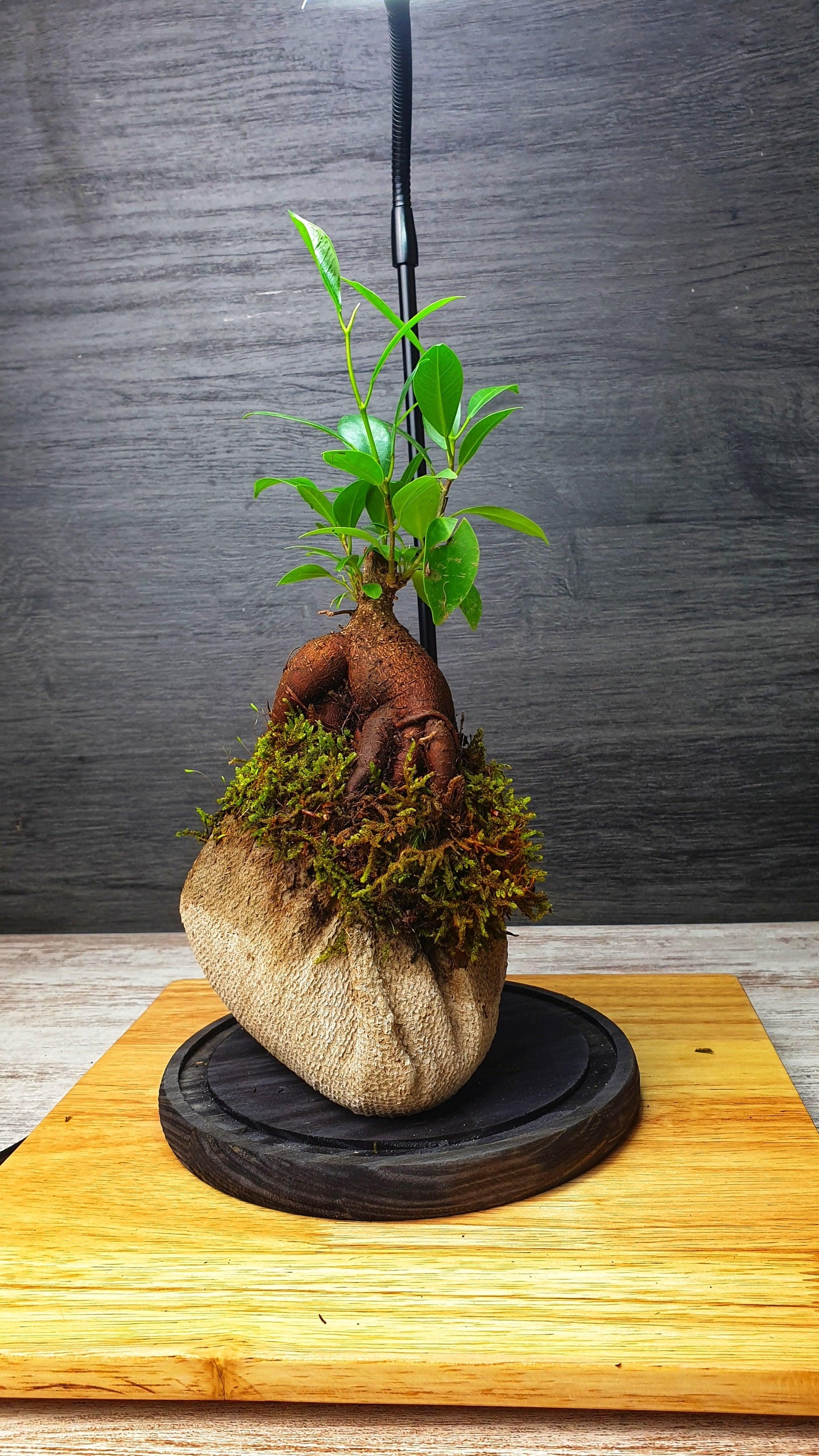 Dome Terrarium - MinimalMoss