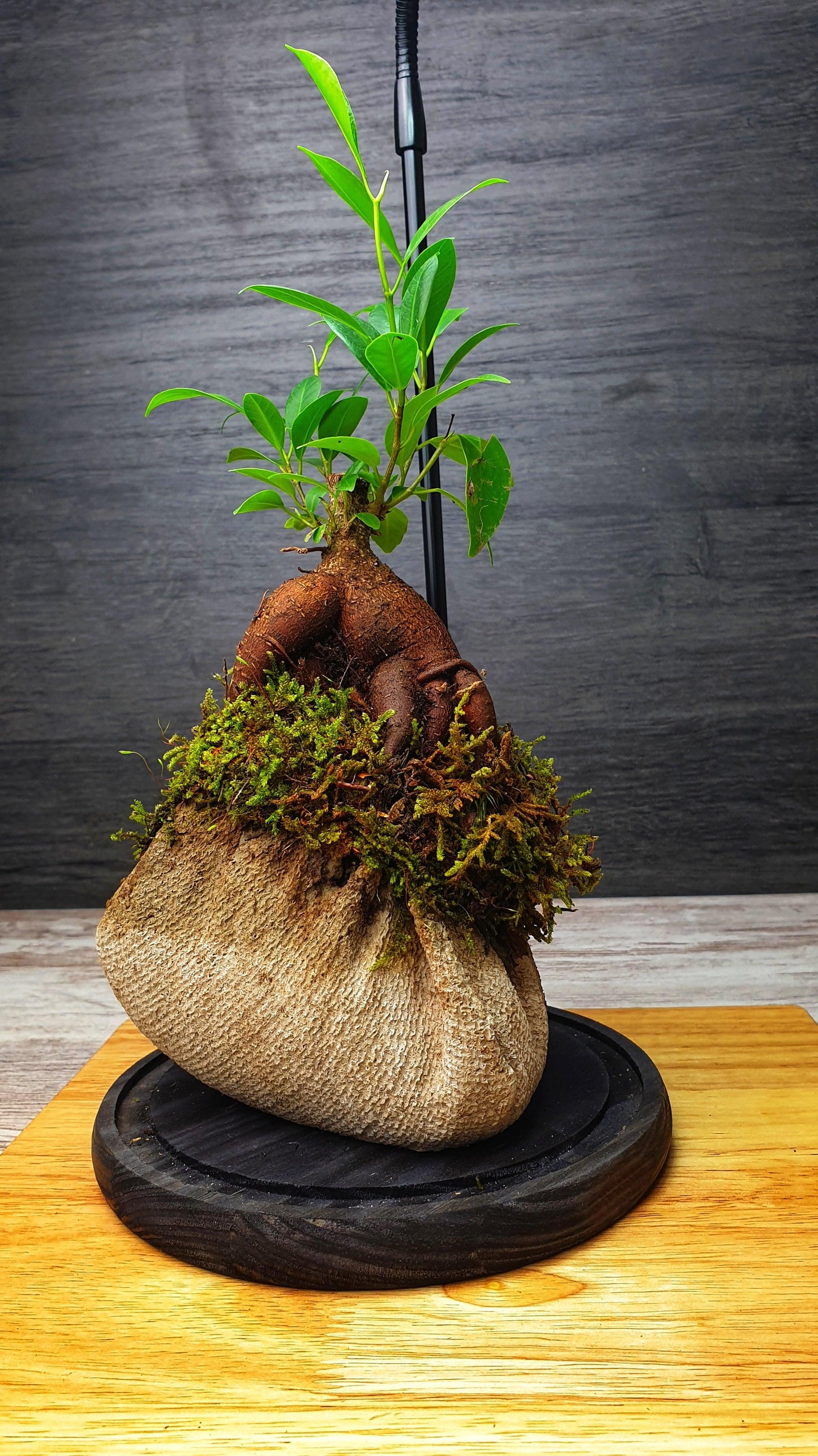 Dome Terrarium - MinimalMoss