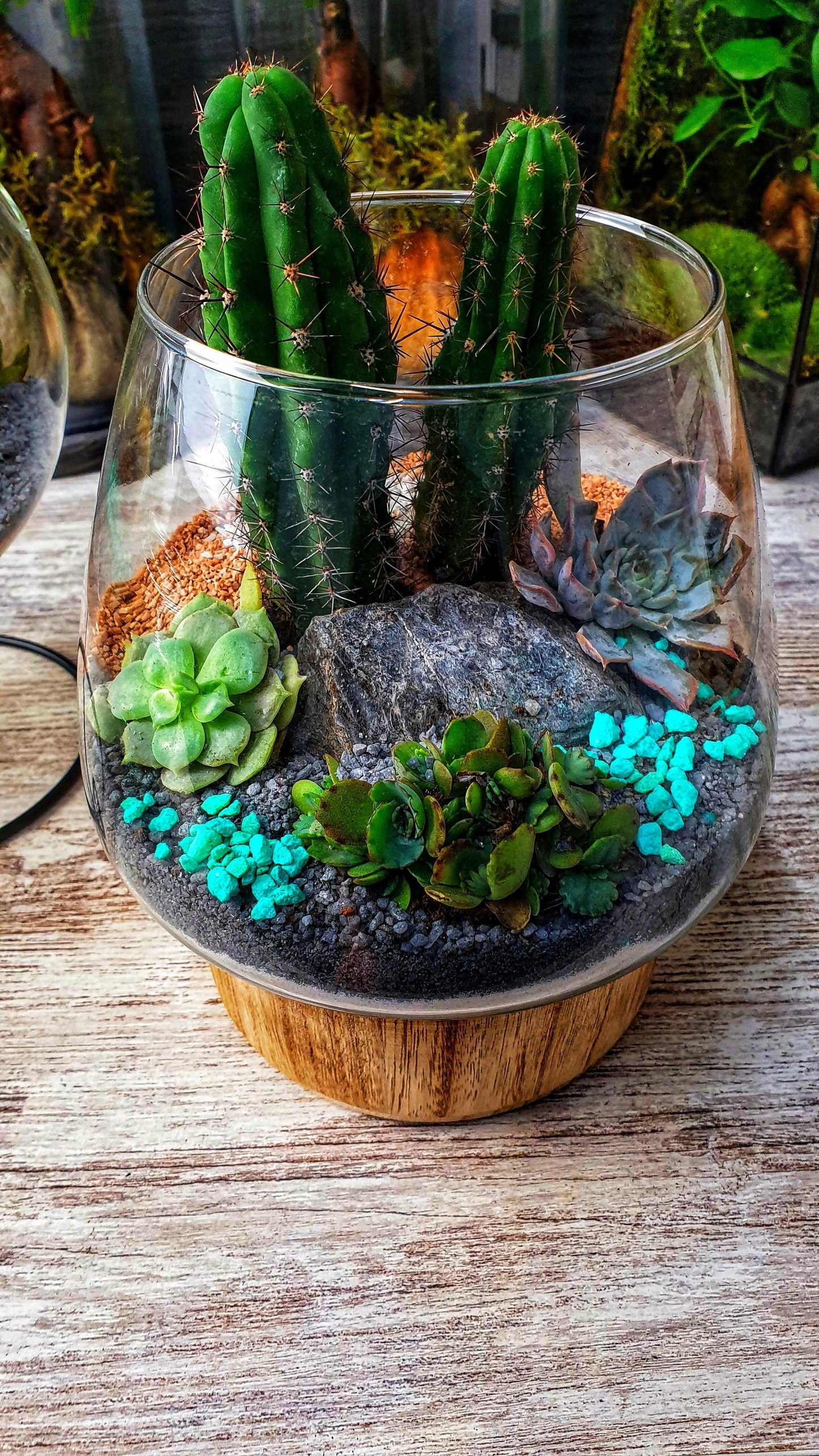 Desert Terrarium - MinimalMoss