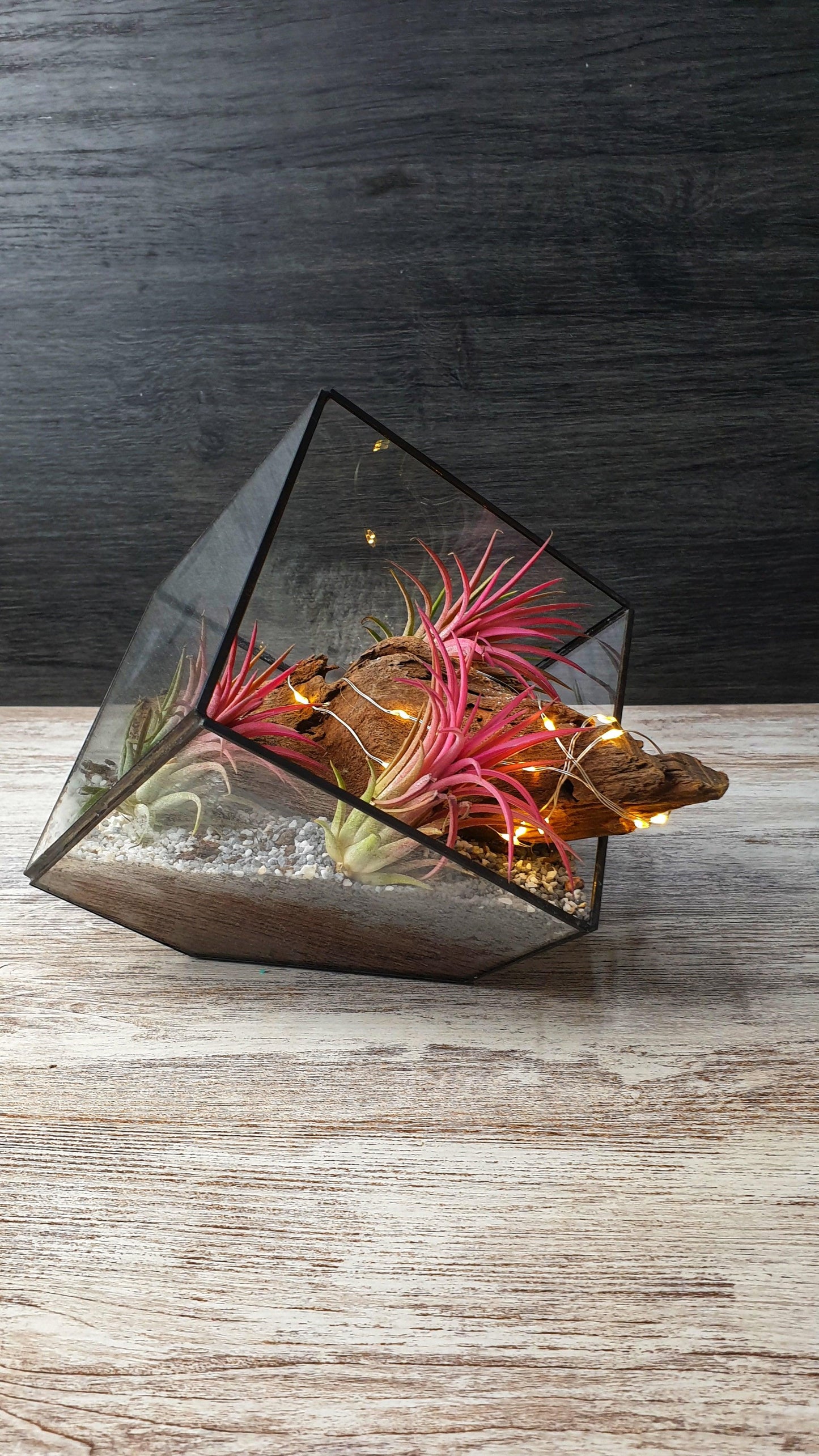 Tillandsia cube - MinimalMoss