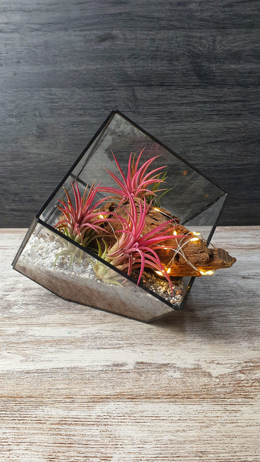 Tillandsia cube - MinimalMoss