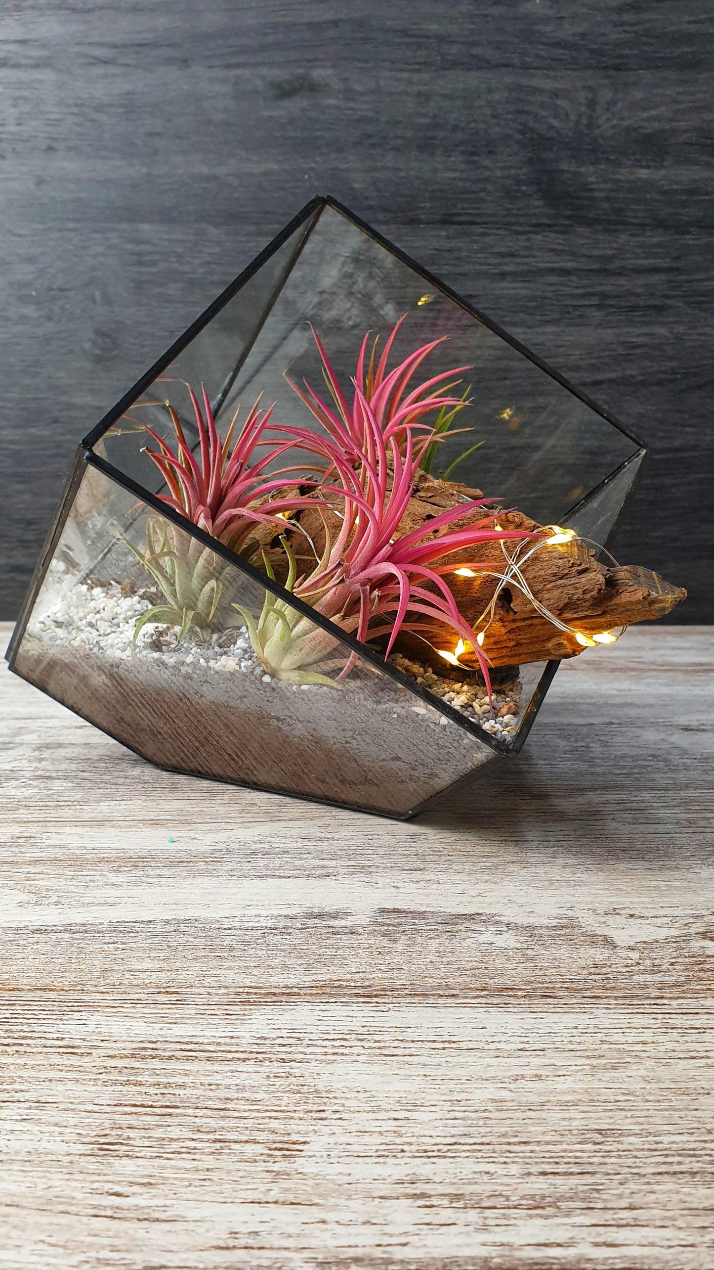 Tillandsia cube - MinimalMoss