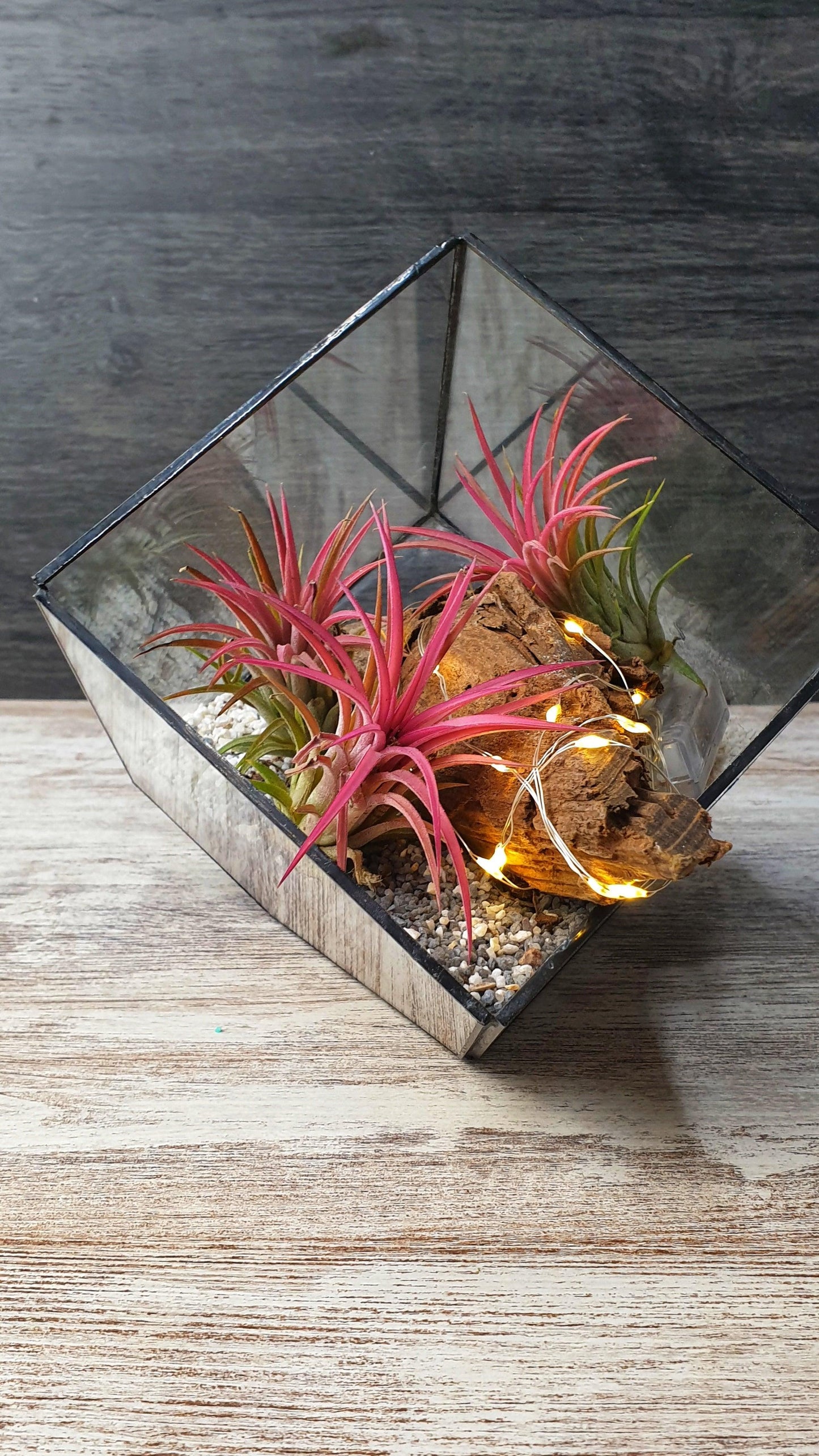 Tillandsia cube - MinimalMoss