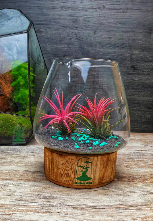 Tillandsia Terrarium - MinimalMoss