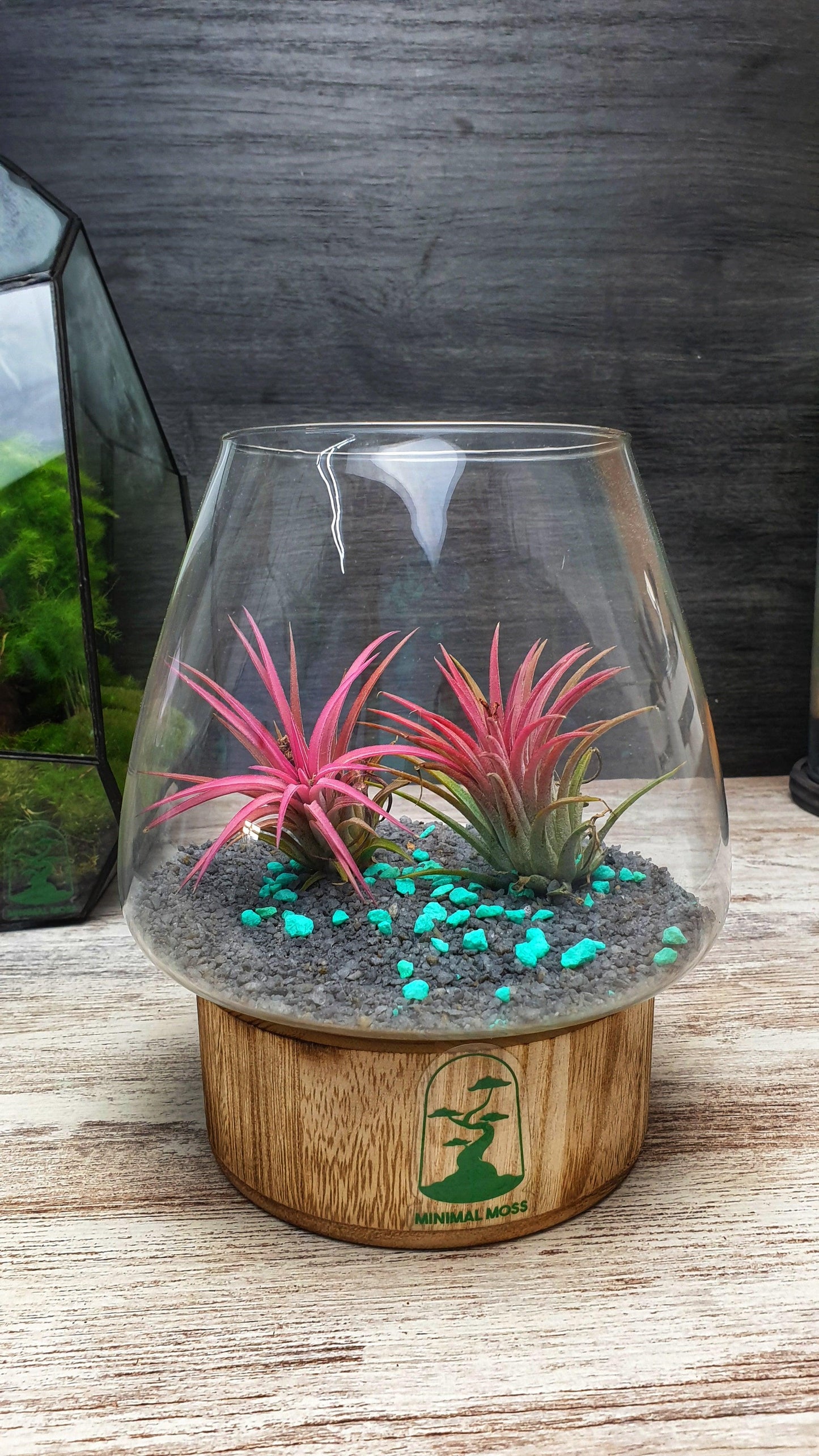 Tillandsia Terrarium - MinimalMoss