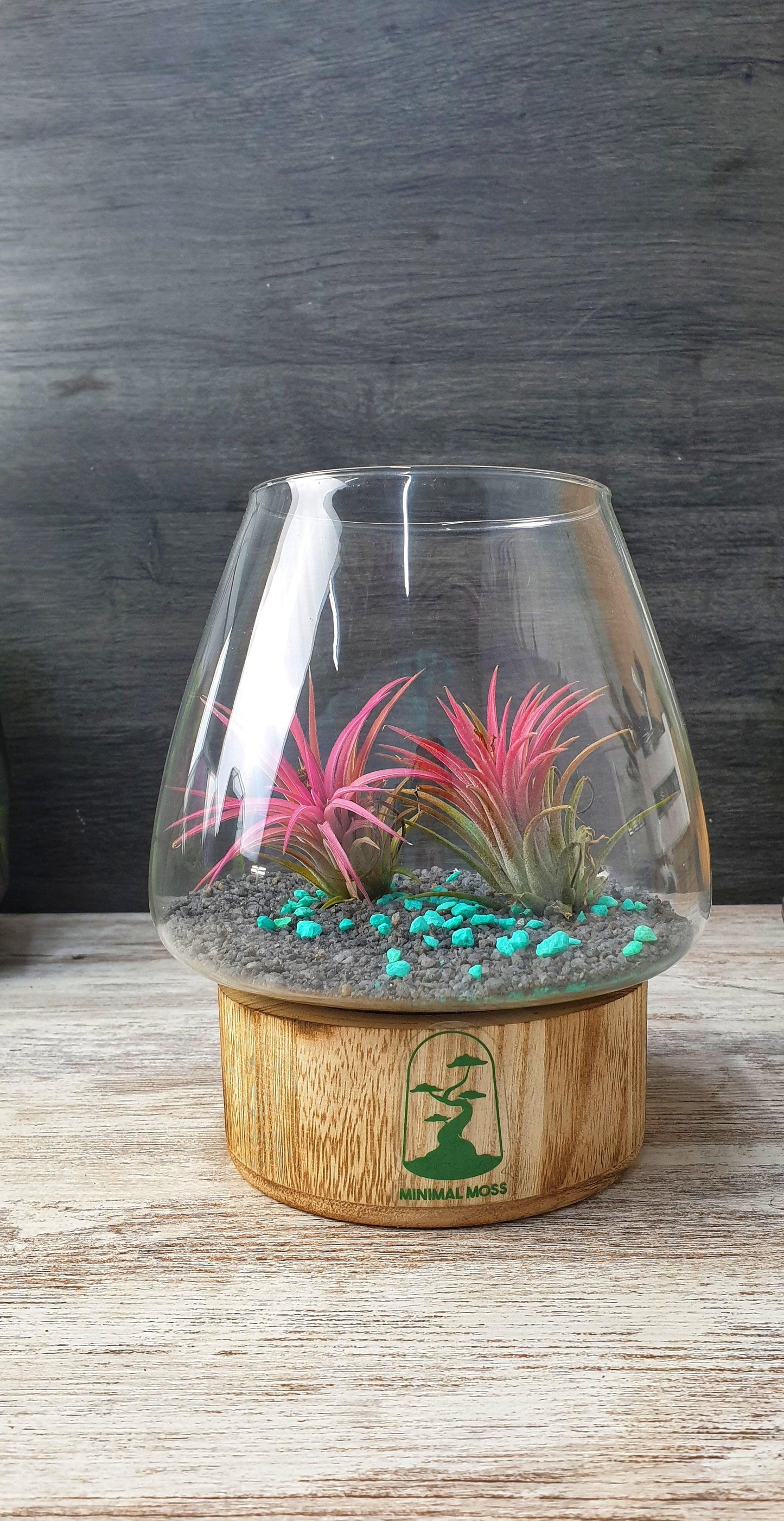 Tillandsia Terrarium - MinimalMoss