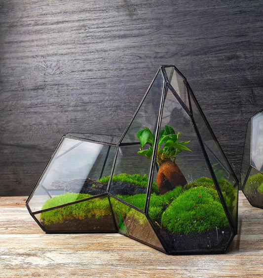 Pandora Terrarium - MinimalMoss
