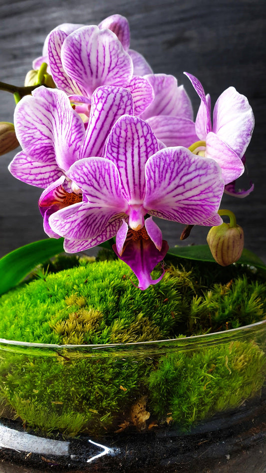 Dome Orchid - MinimalMoss