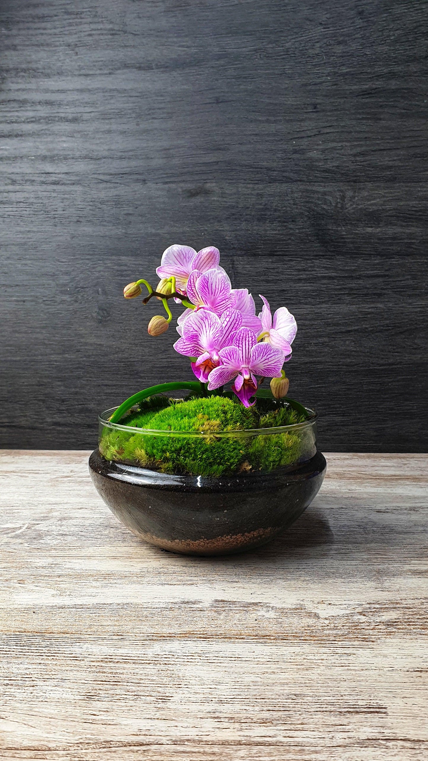 Dome Orchid - MinimalMoss