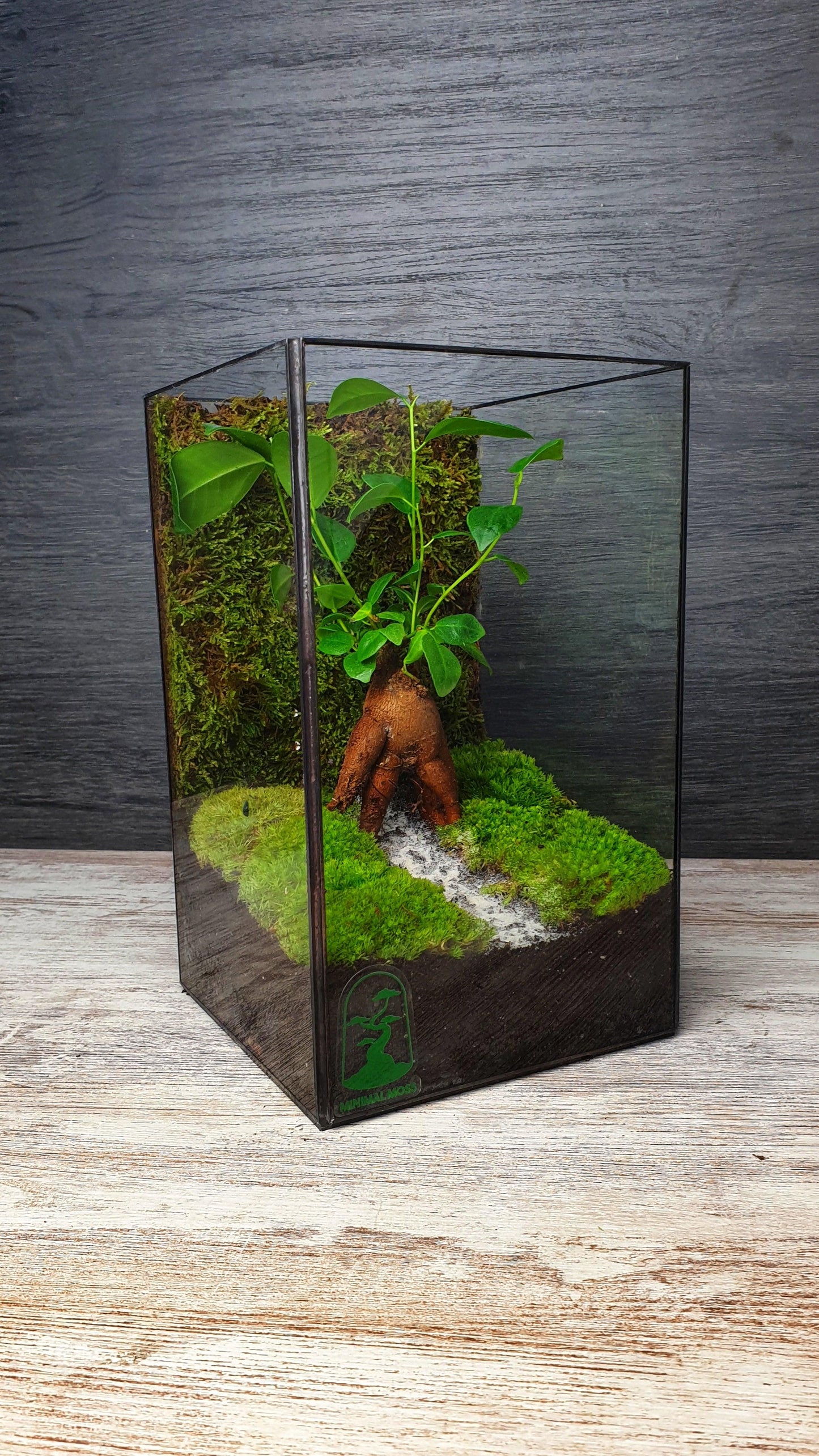 Aker Terrarium - MinimalMoss
