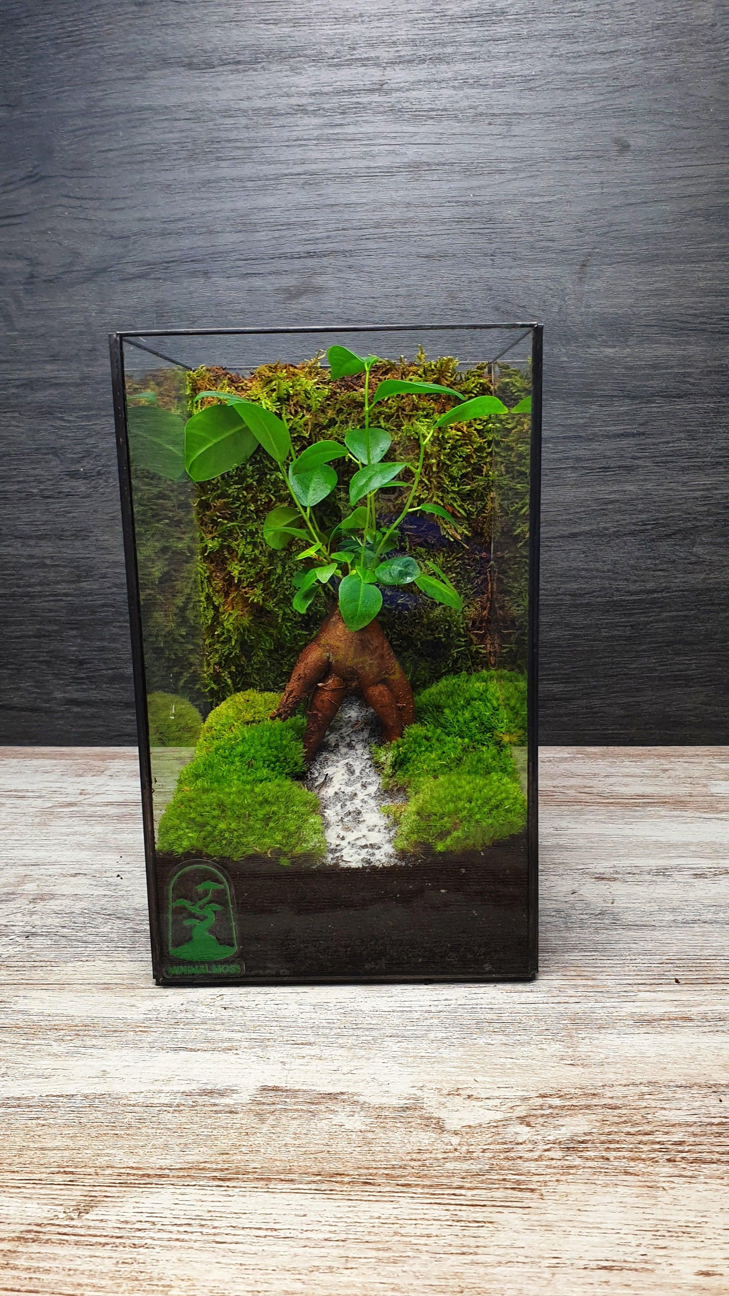 Aker Terrarium - MinimalMoss