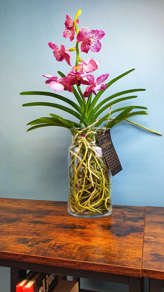 Orquidea vanda - MinimalMoss