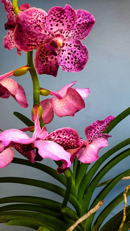 Orquidea vanda - MinimalMoss