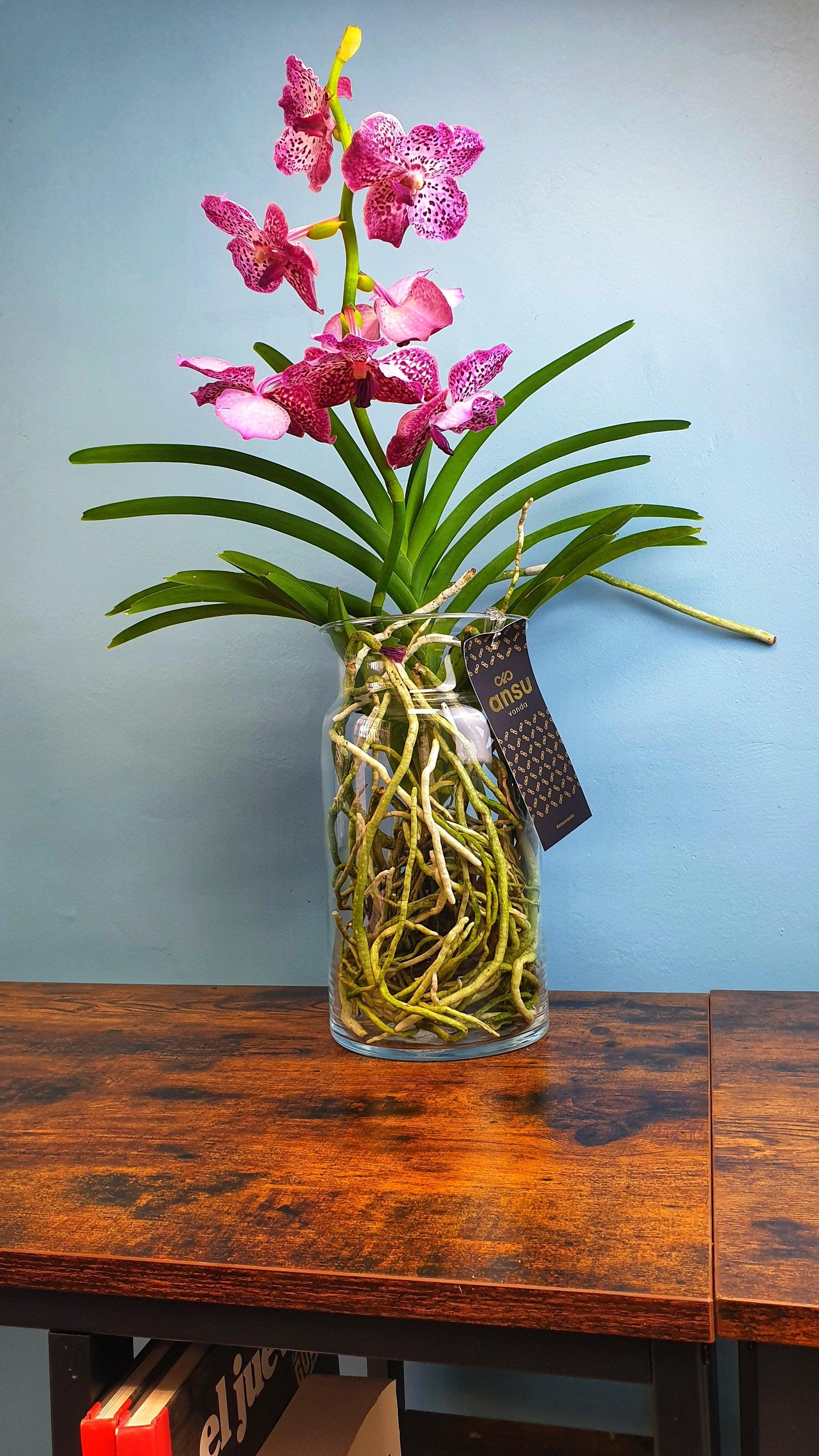 Orquidea vanda - MinimalMoss