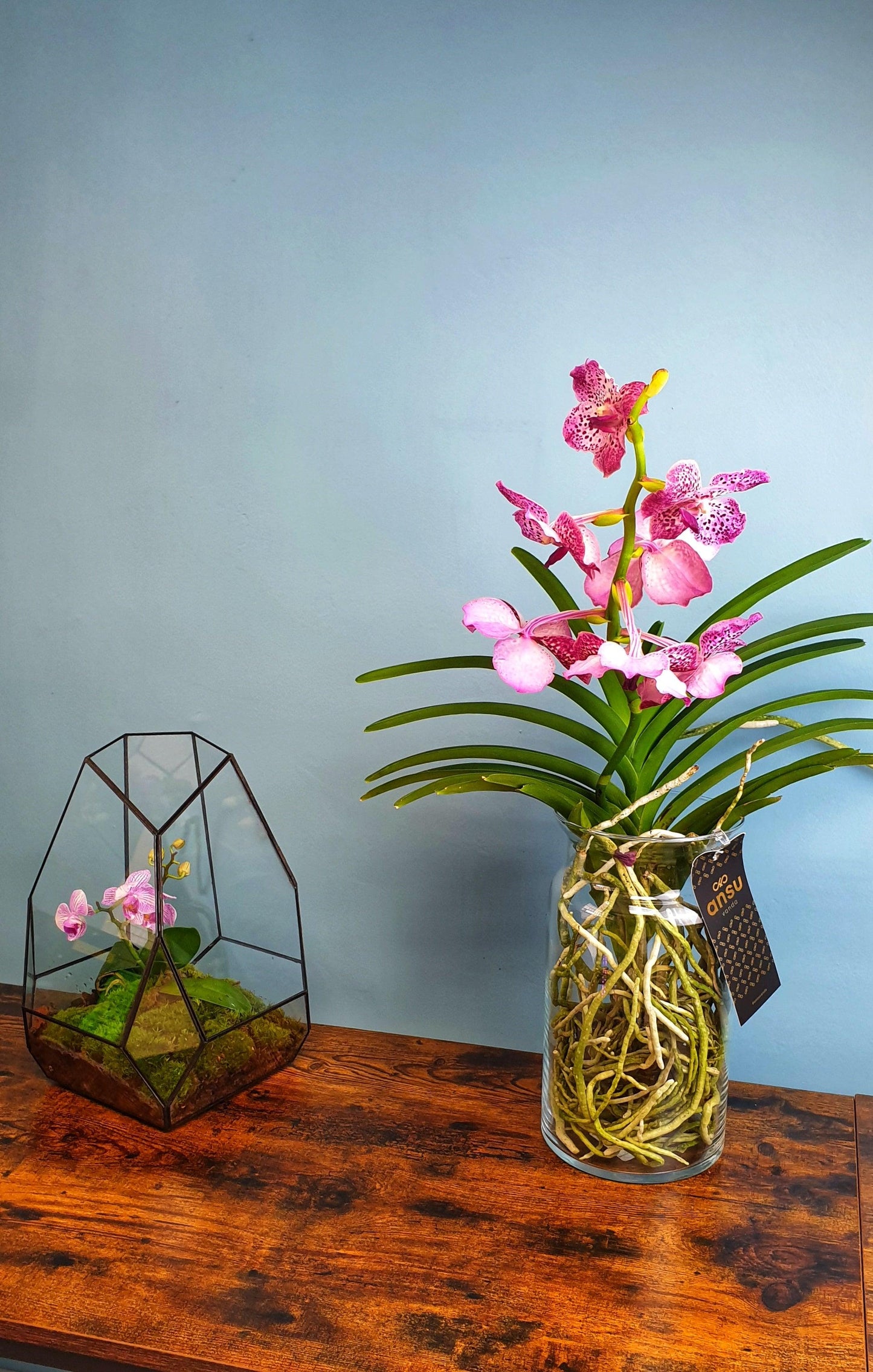 Orquidea vanda - MinimalMoss