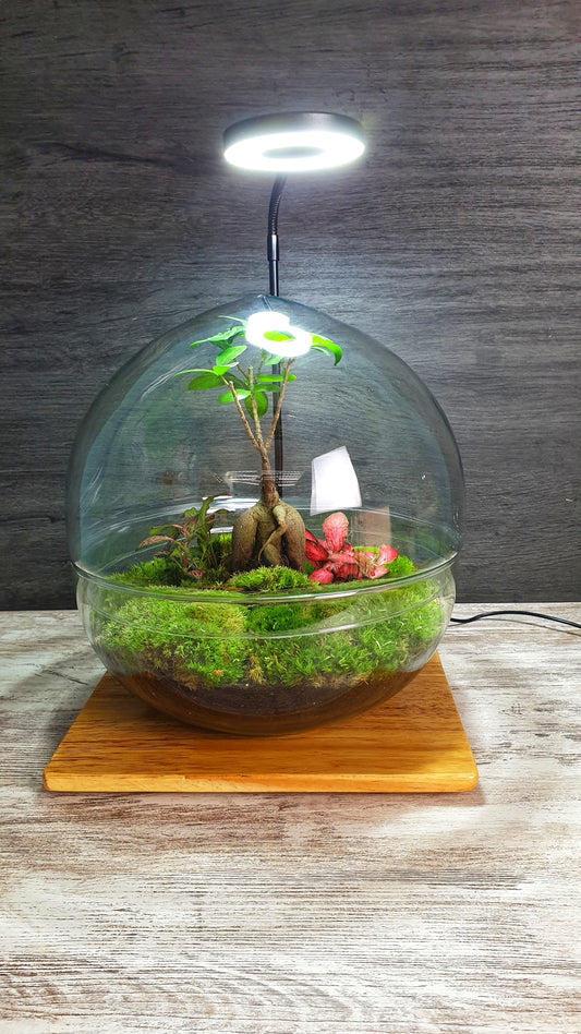 Horus Terrarium
