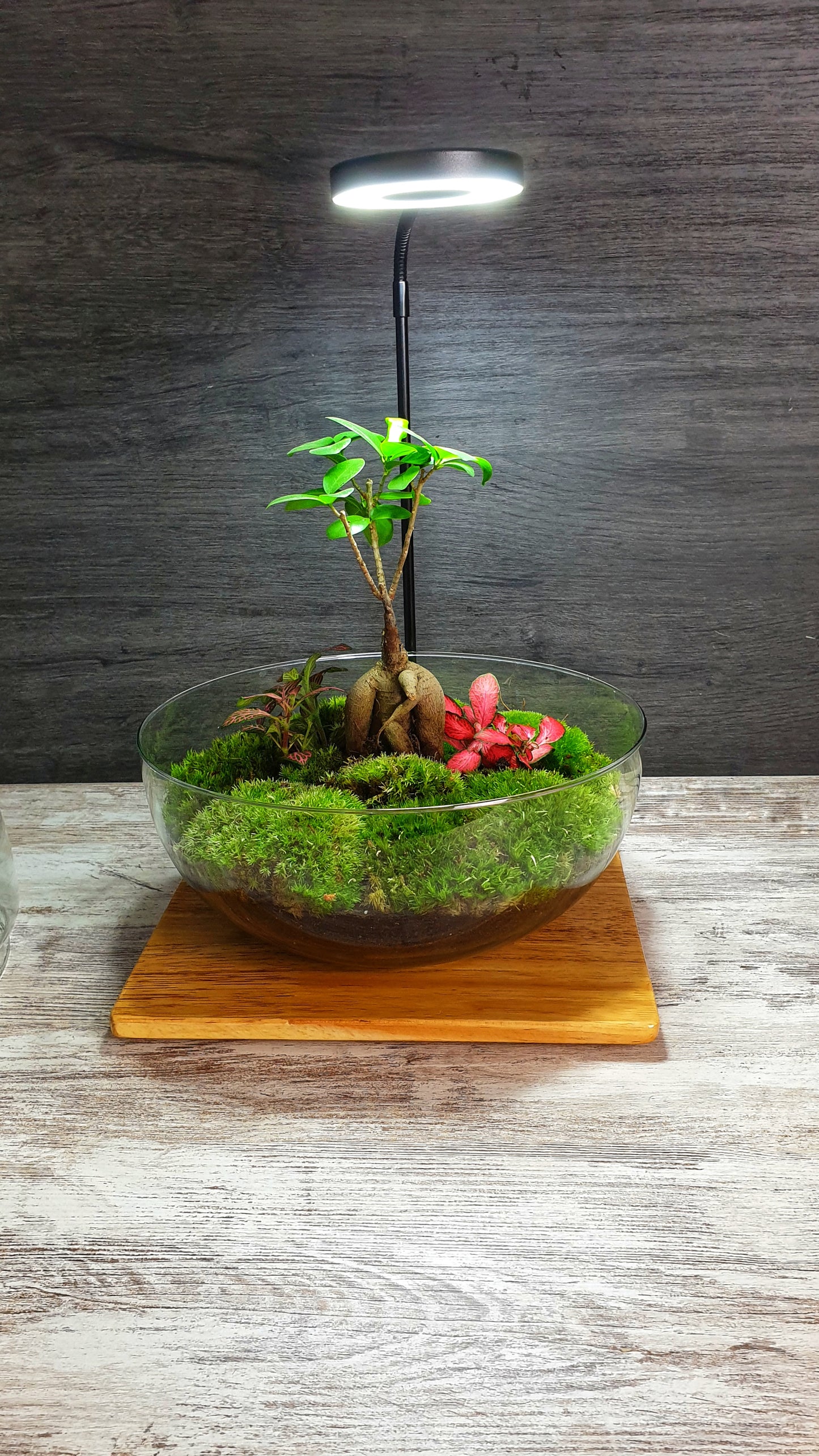 Horus Terrarium