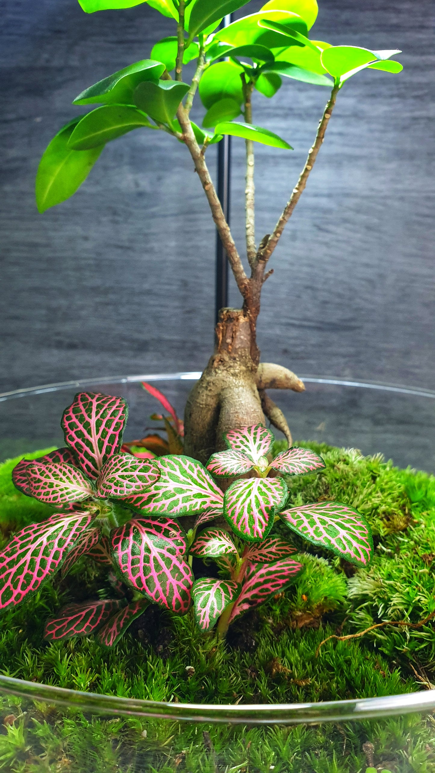 Horus Terrarium