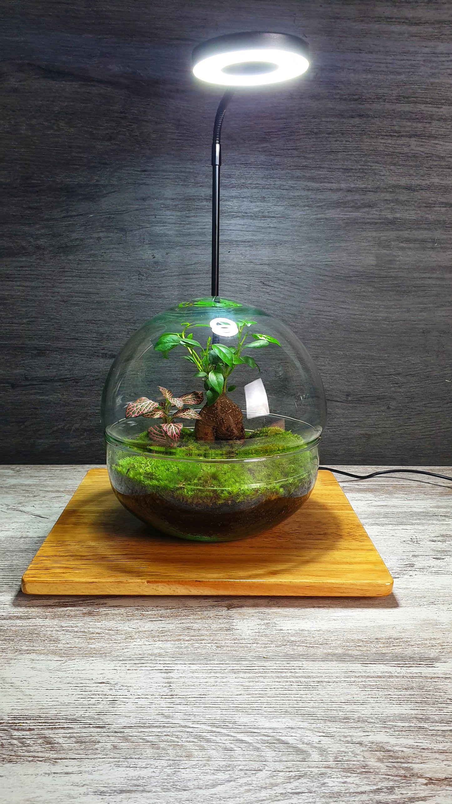 Horus Terrarium