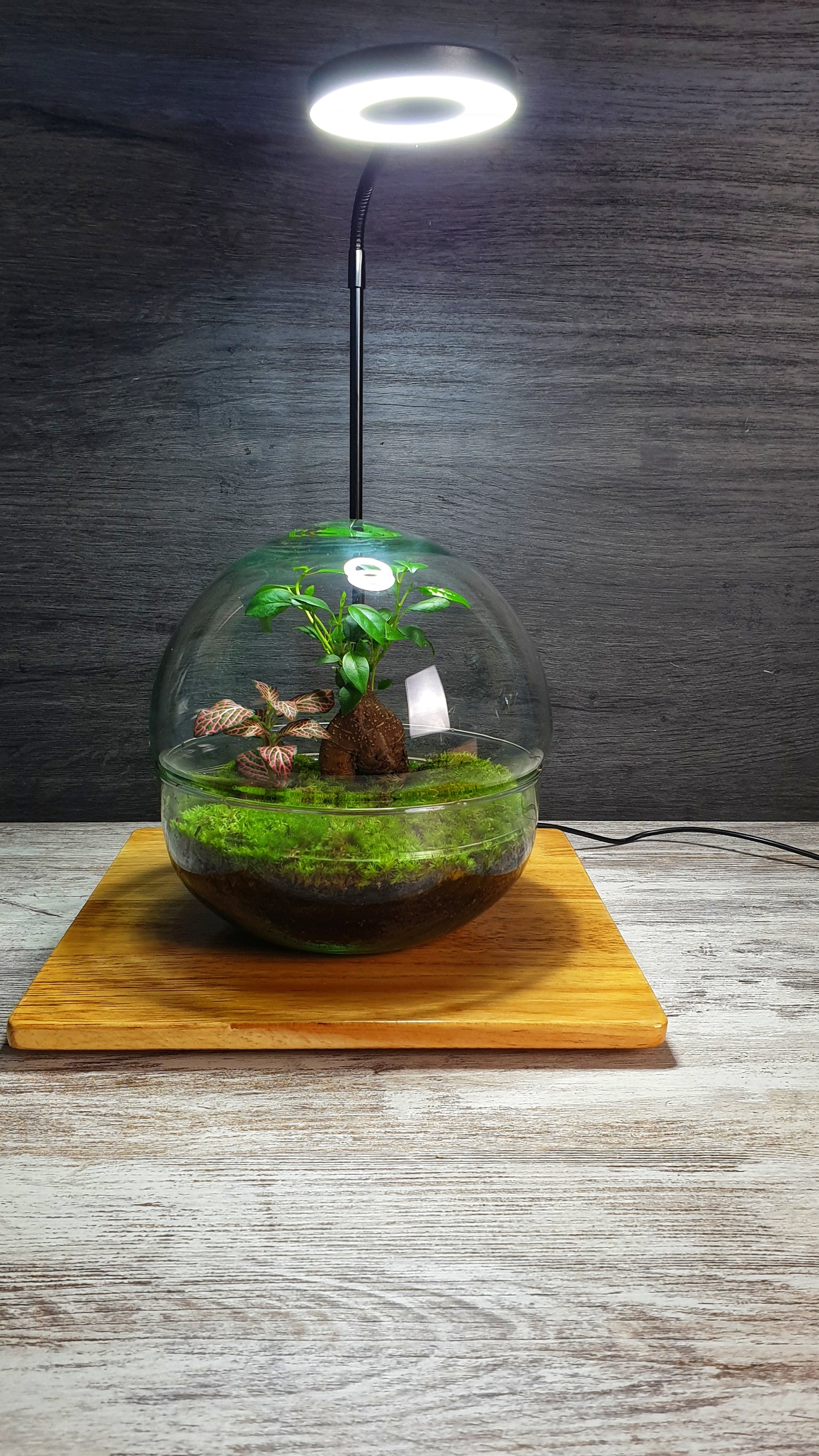 Horus Terrarium