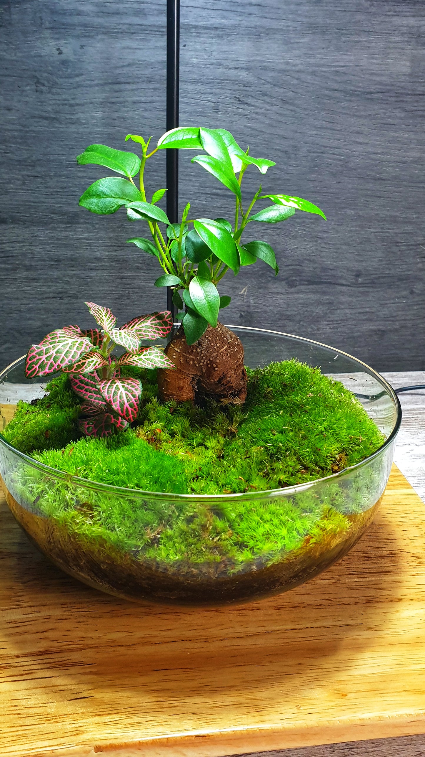 Horus Terrarium