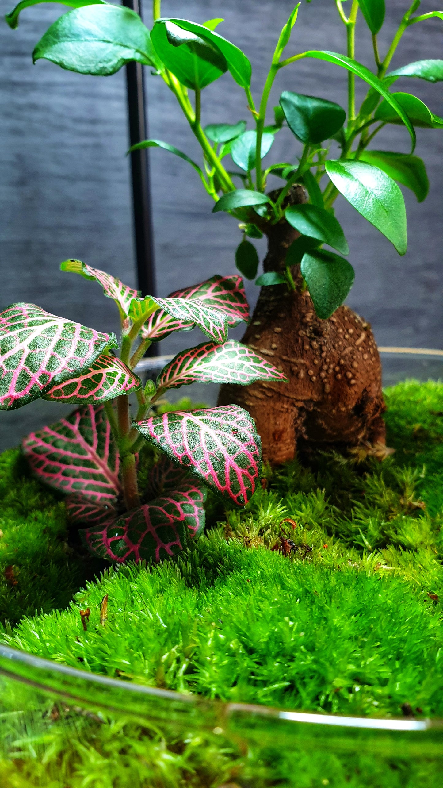 Horus Terrarium