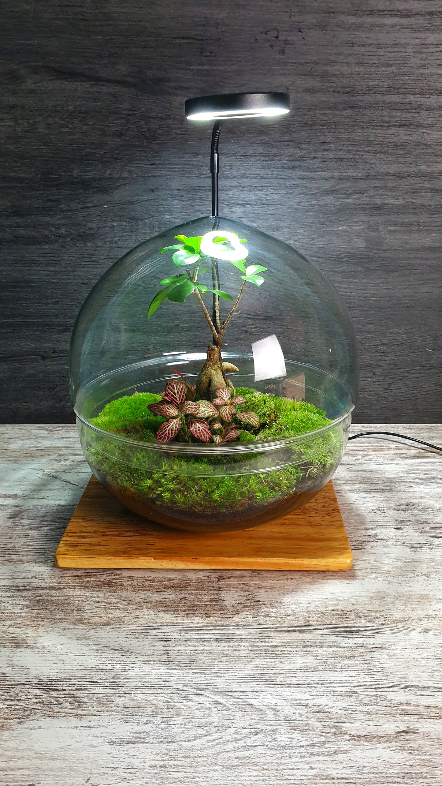 Horus Terrarium