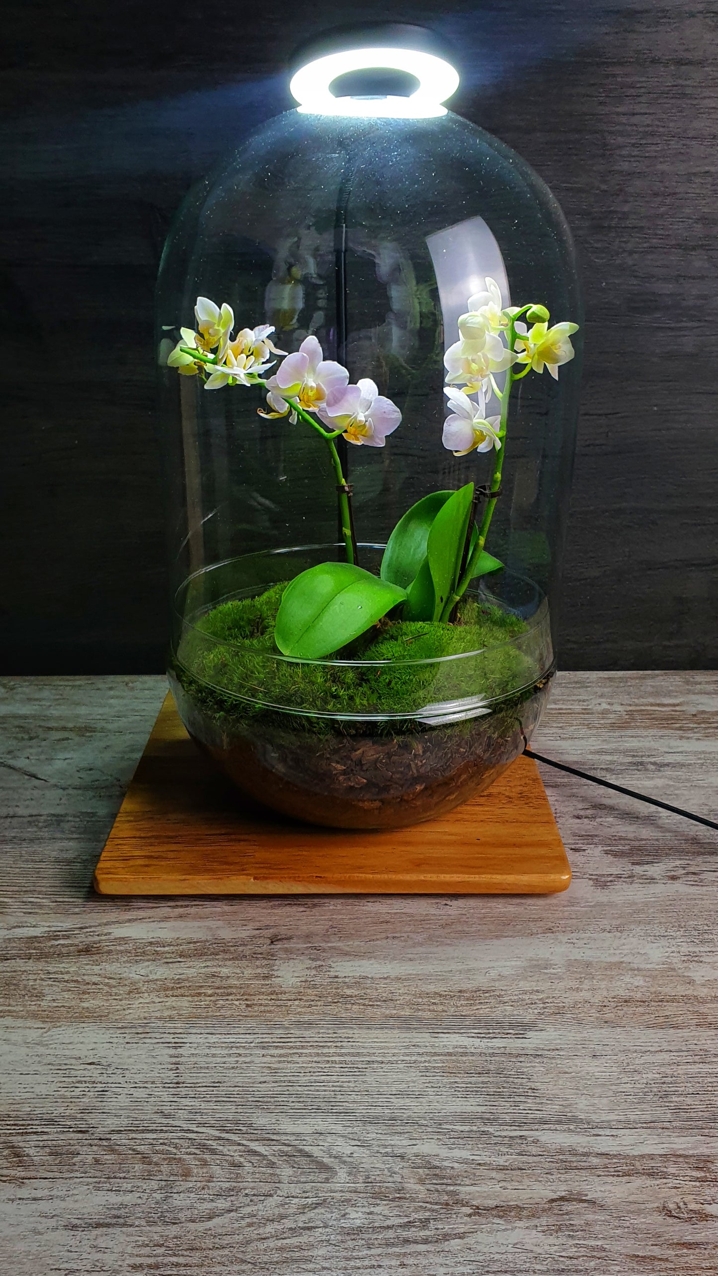 Dome Orchid XL