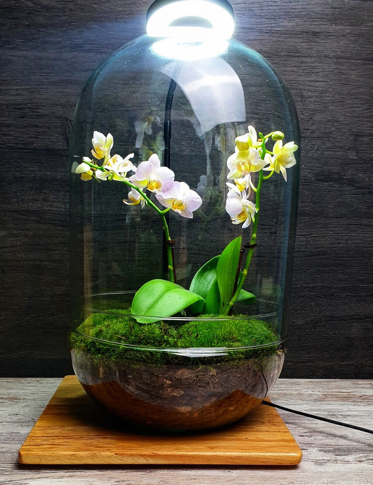 Dome Orchid XL