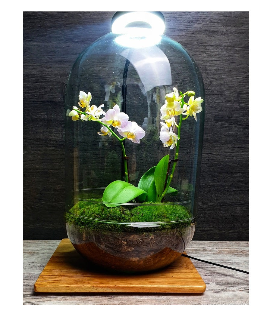 Dome Orchid XL