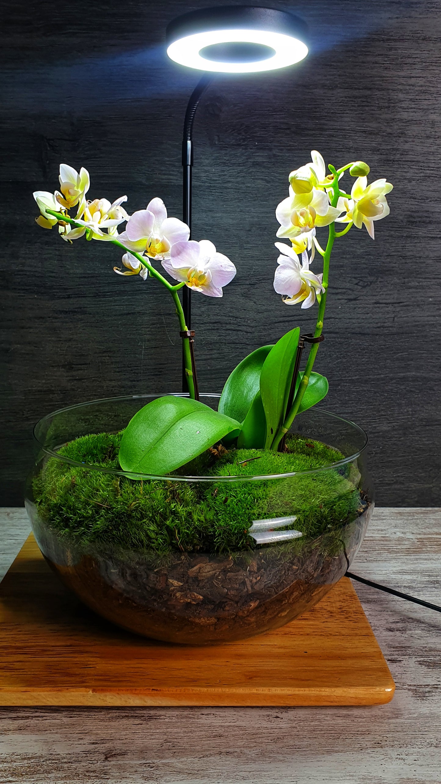 Dome Orchid XL