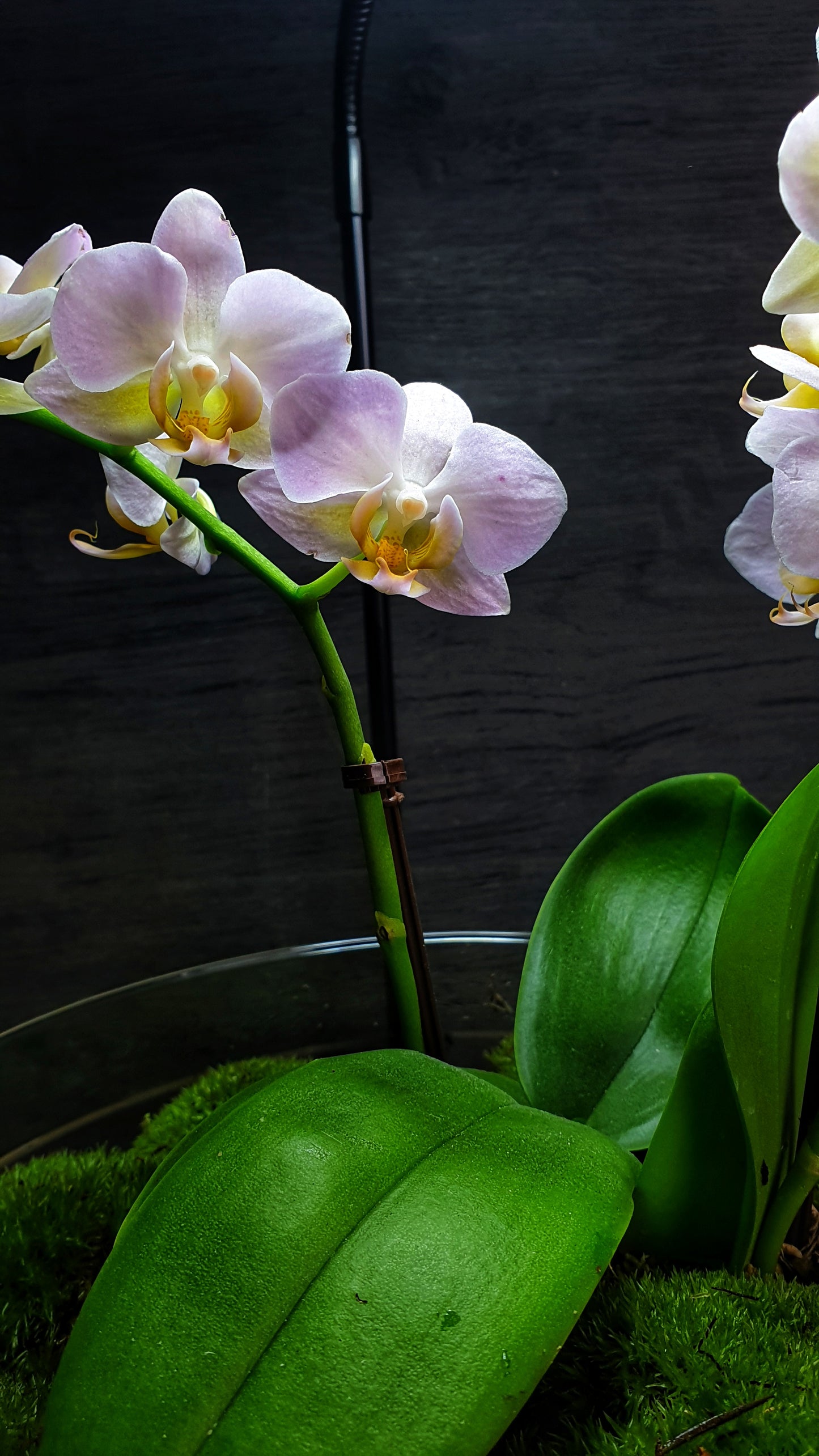 Dome Orchid XL