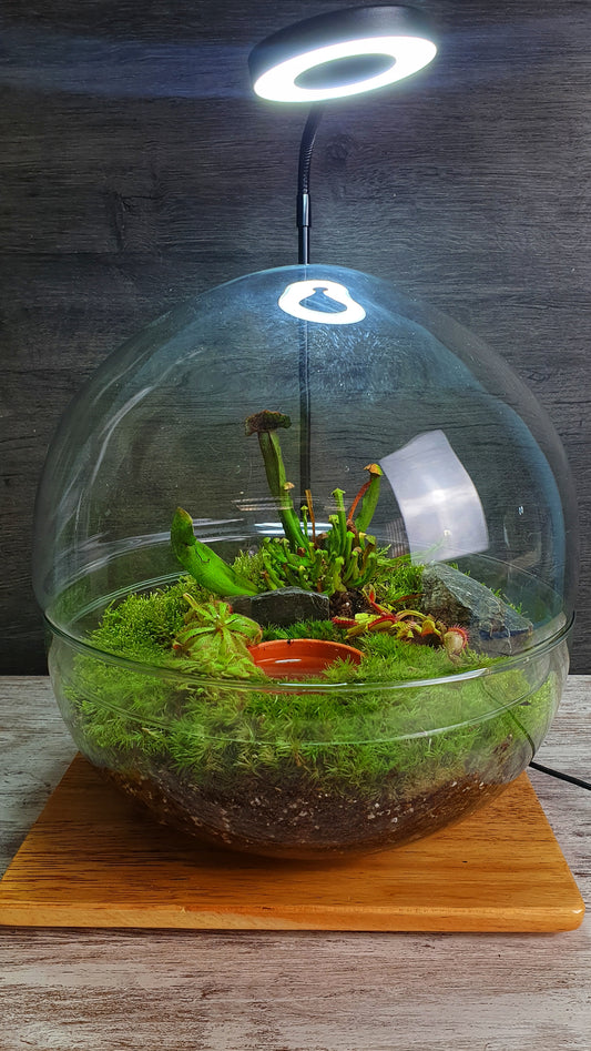 Carnivorous Swamp Orb