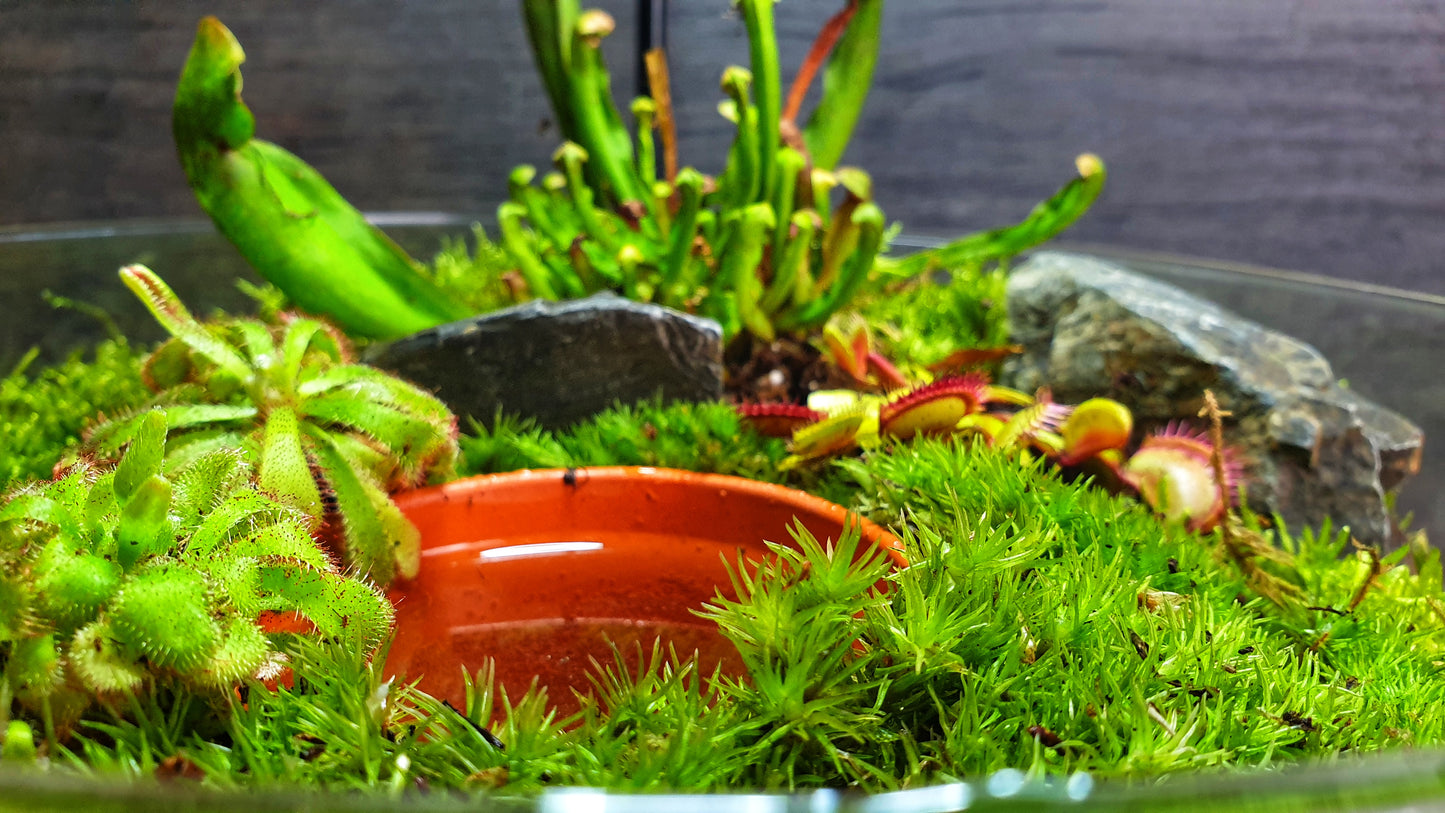 Carnivorous Swamp Orb