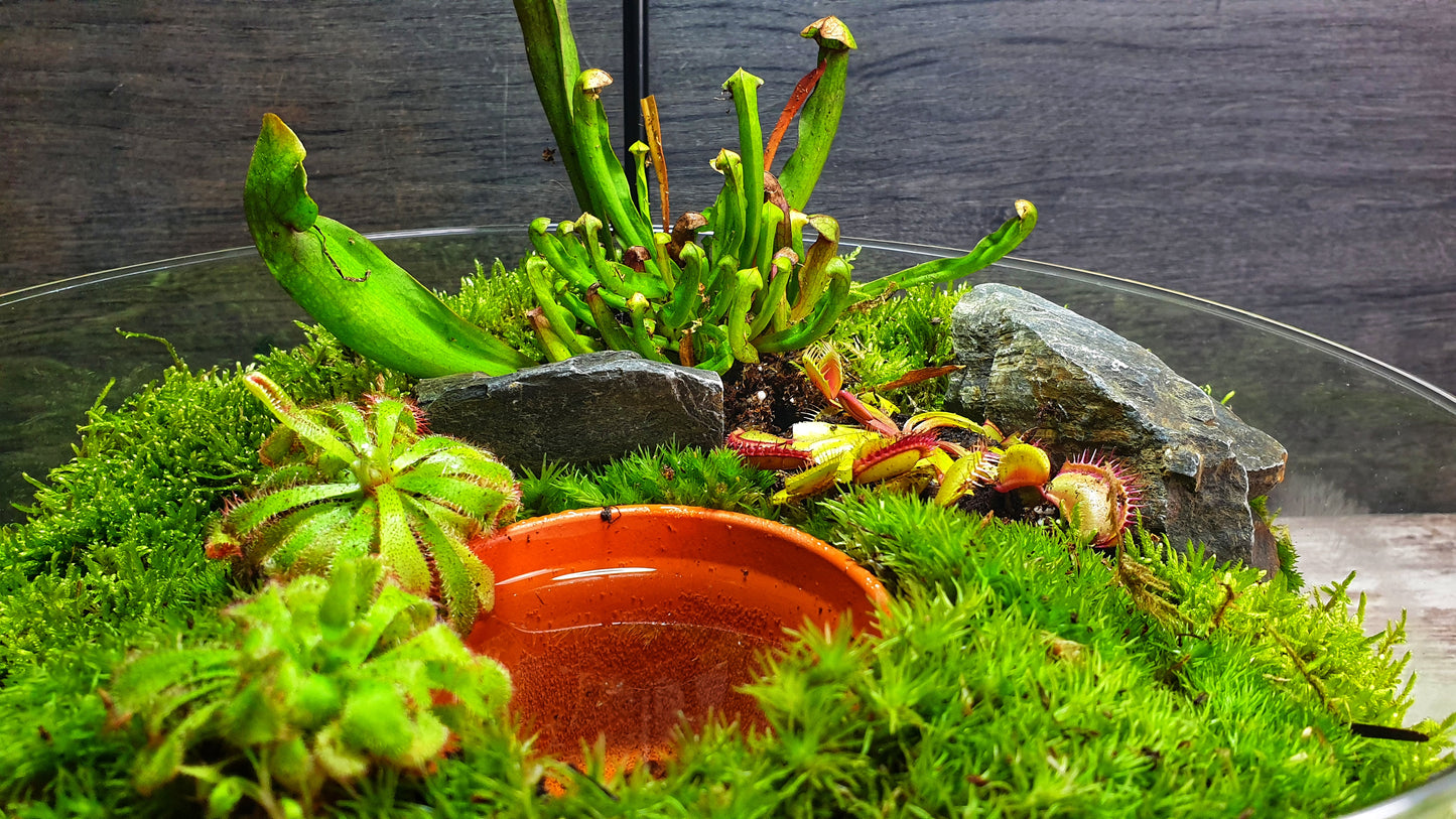 Carnivorous Swamp Orb