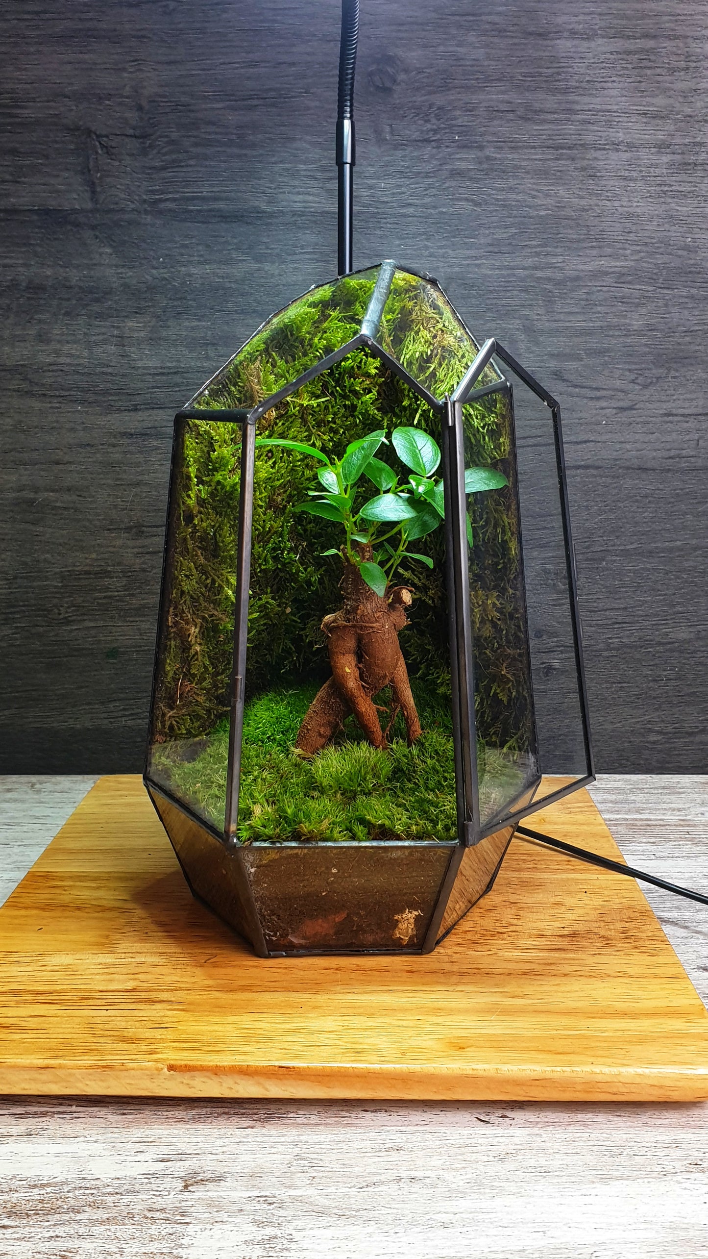 Forest Terrarium
